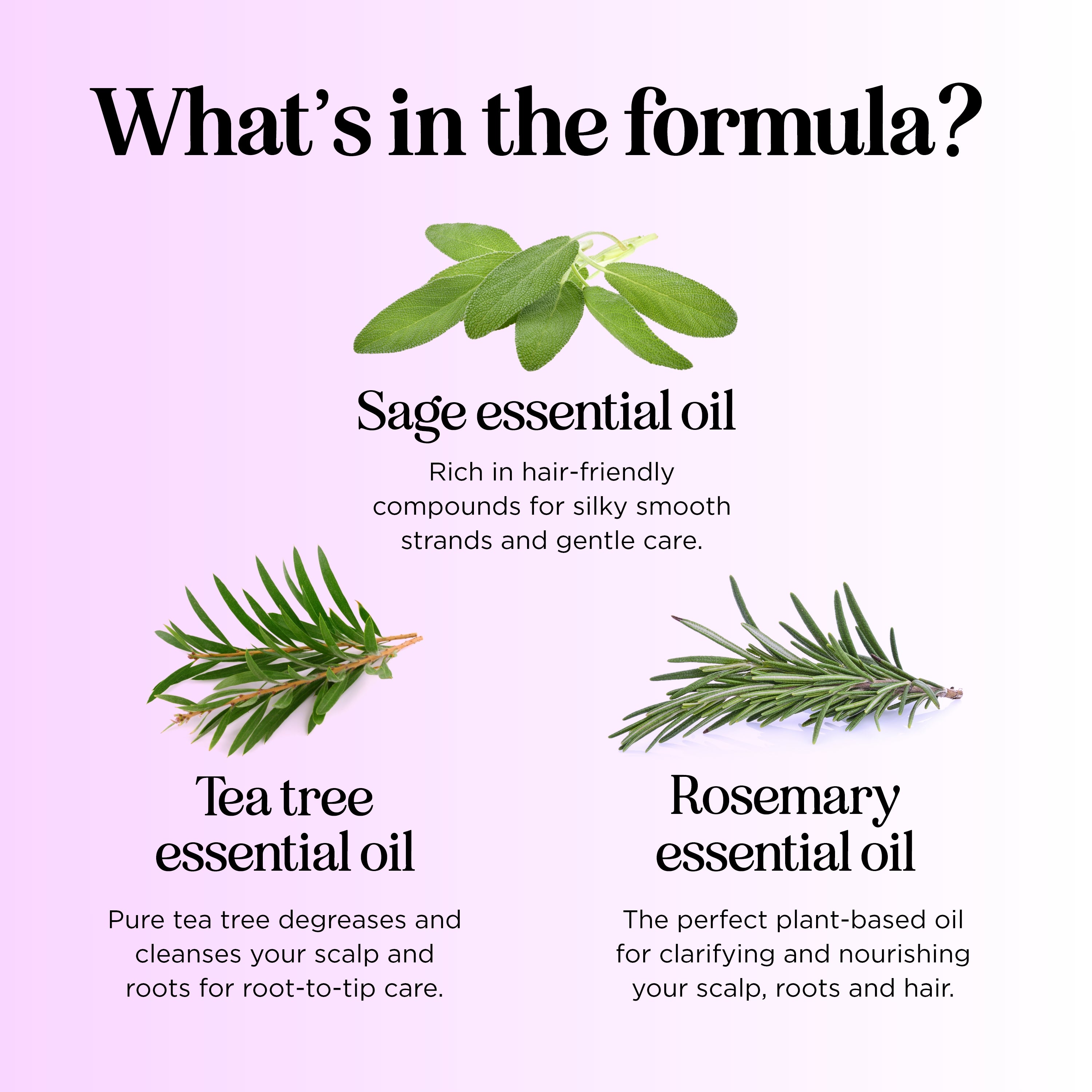 Sage Shampoo for Hair Growth & Scalp Health - Natural & Organic Hair Care for Men & Women - Perfect for Daily Use & Sensitive Scalp
