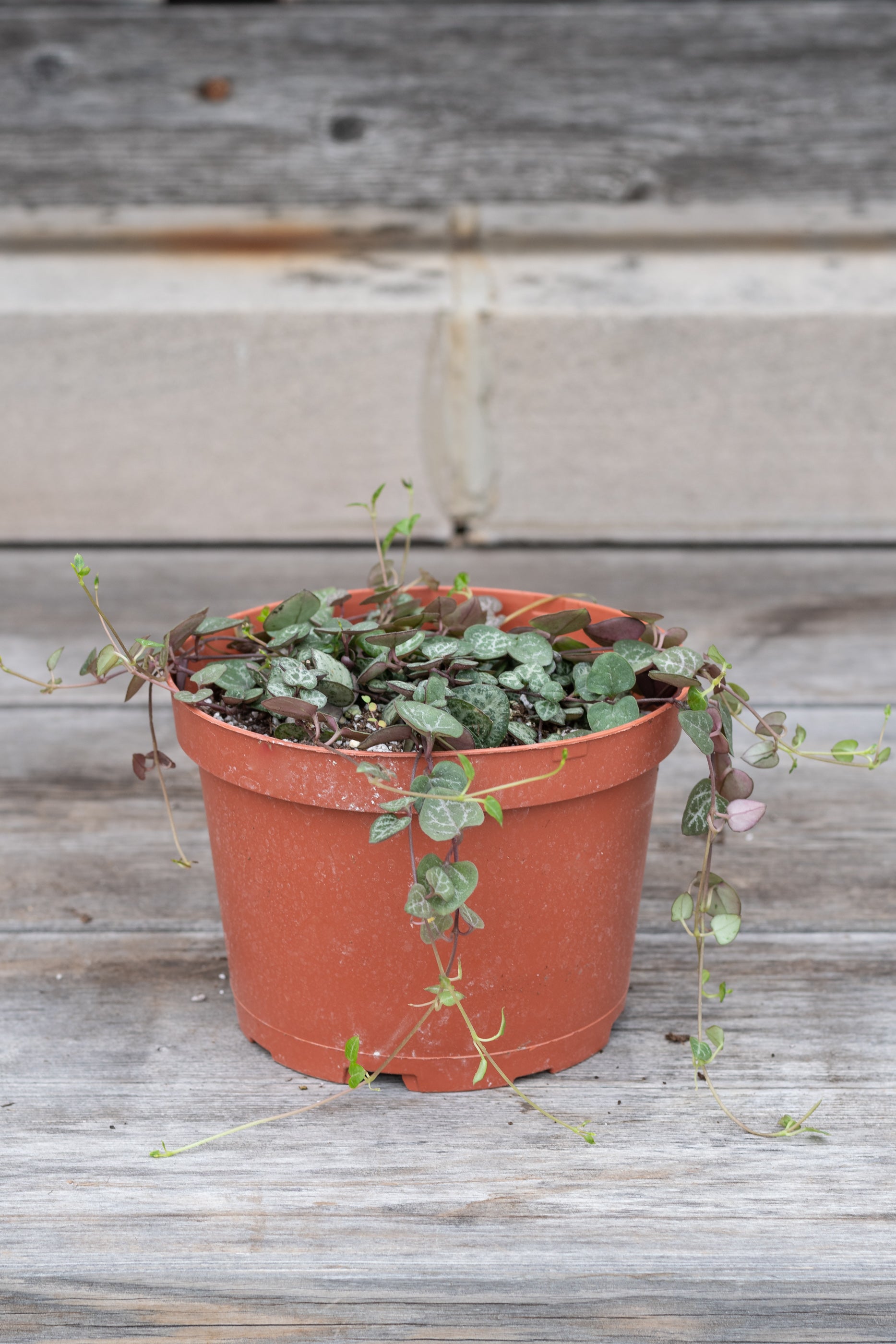 Ceropegia Woodii String of Hearts - 6 Inch Hanging Plant for Home Decor | Indoor Trailing Vine with Heart-Shaped Leaves | Perfect for Shelves, Windowsills & Boho Room Decor