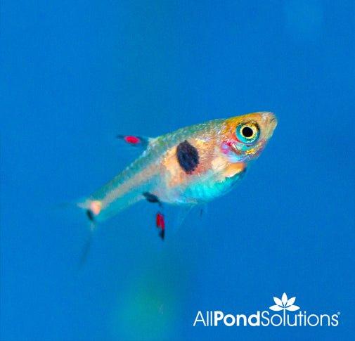 Spotted Dwarf Rasbora (Boraras Maculatus) - Live Freshwater Aquarium Fish for Nano Tanks & Community Aquariums | Perfect for Planted Tanks & Small Fish Species