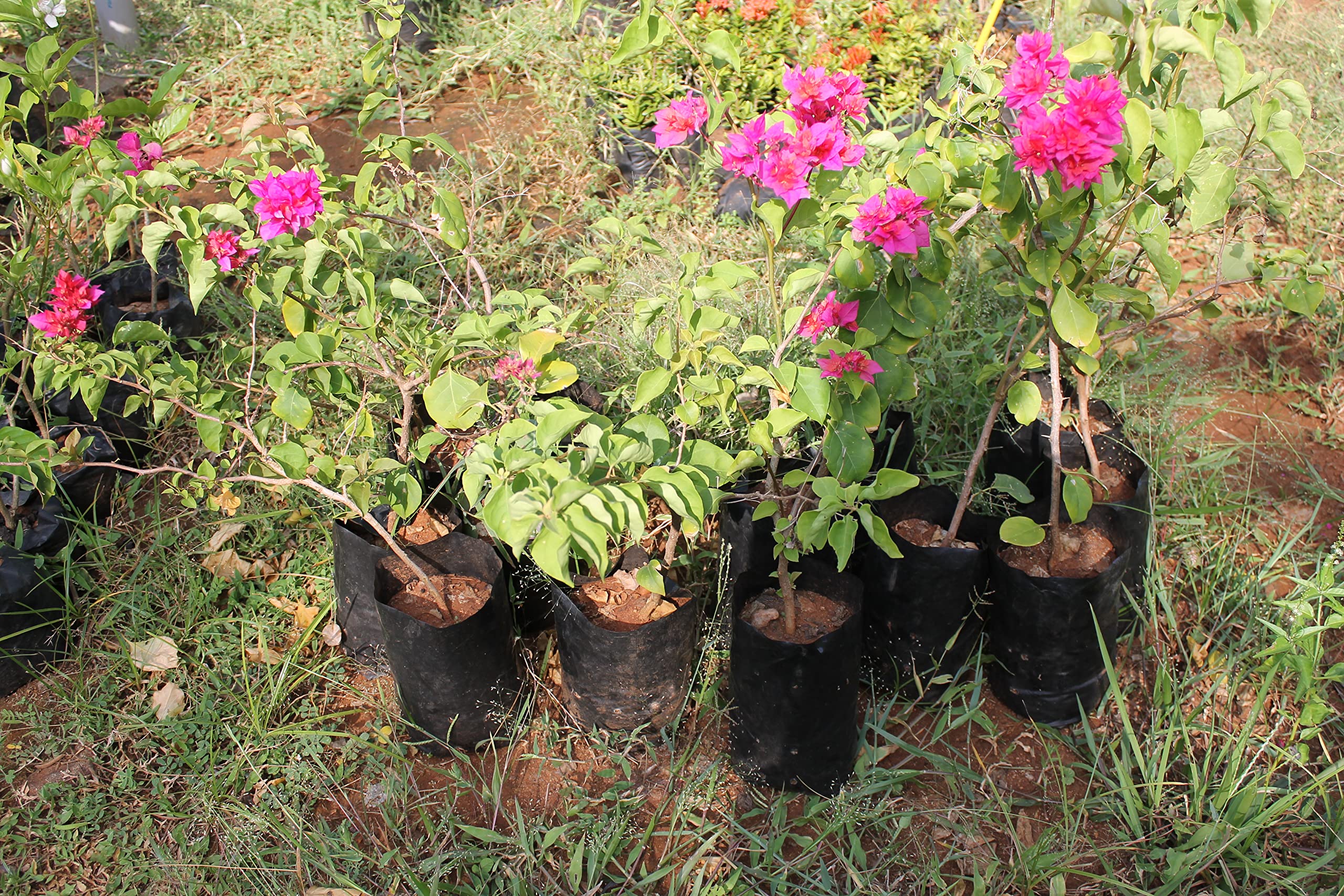 Bougainvillea Live Plant - 1 Healthy Tropical Flowering Vine for Outdoor Gardens, Patios & Landscaping | Perfect for Adding Vibrant Color to Your Yard