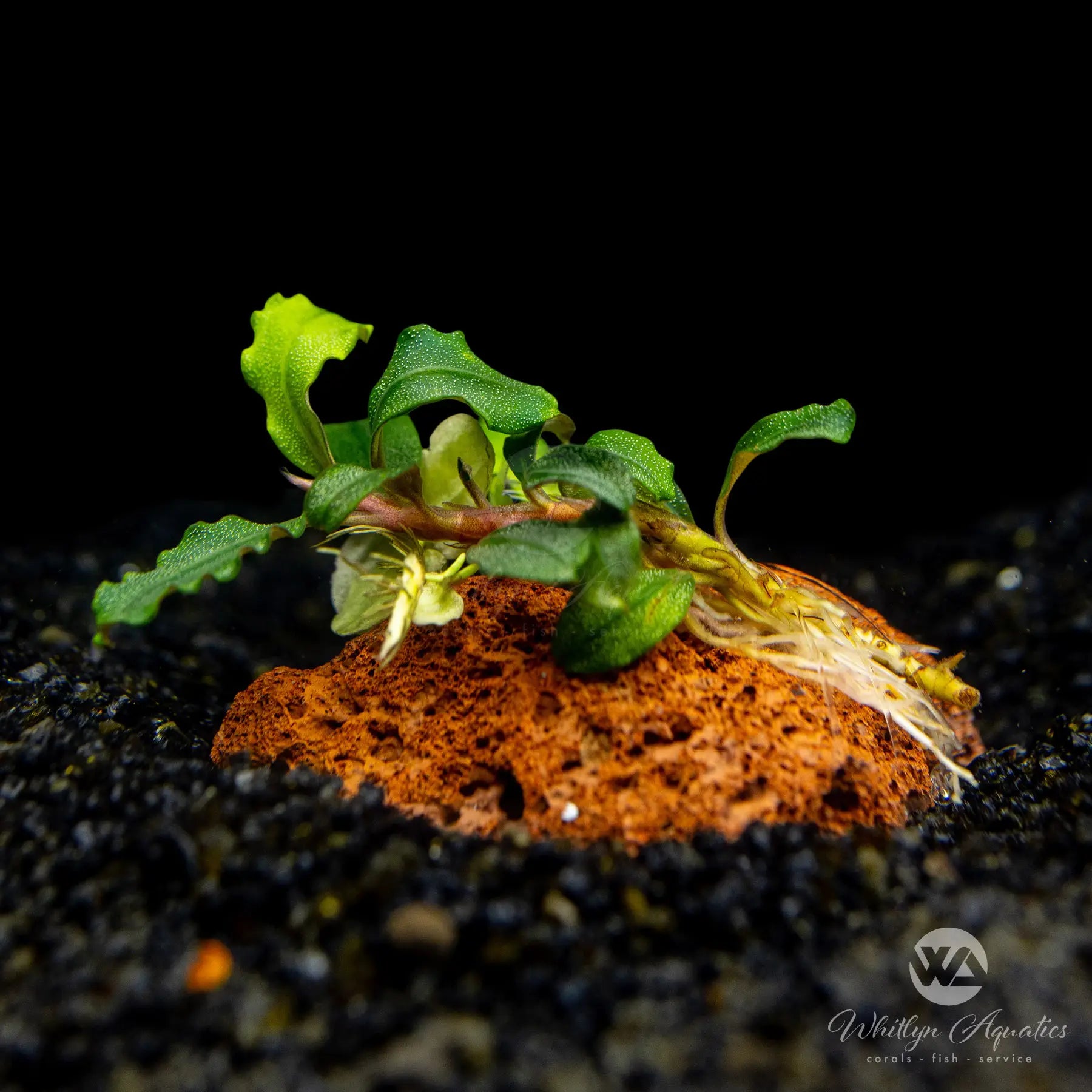 Bucephalandra Brownie Kapuas Aquatic Plant on Lava Rock - Perfect for Aquascaping, Fish Tanks & Terrariums