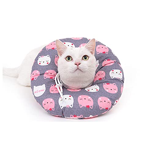 Gray kitty