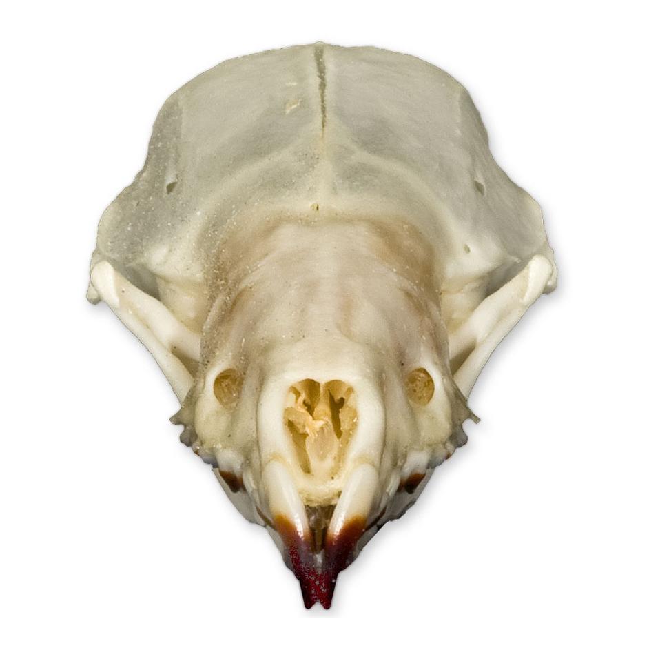 Authentic Real Shrew Skull Specimen - Perfect for Science Classrooms, Biology Studies & Oddity Collectors | Great for Educational Displays, Halloween Decor & Gothic Collections