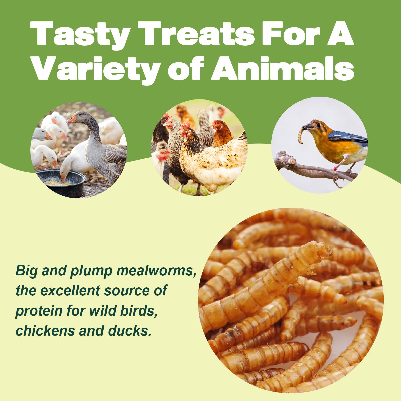 Premium Dried Mealworms - 5 LBS Bulk - 100% Natural Non-GMO High Protein Insect Food for Wild Birds, Chickens, Reptiles & Small Pets - Perfect for Bird Feeders, Chicken Treats & Reptile Nutrition