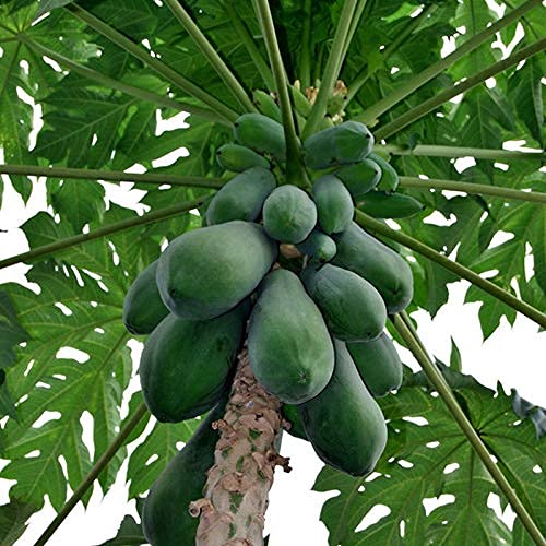 Organic Papaya Seeds for Planting - 50 Count with 500g Compost Fertilizer - Grow Tropical Fruit at Home, Garden & Greenhouse Cultivation