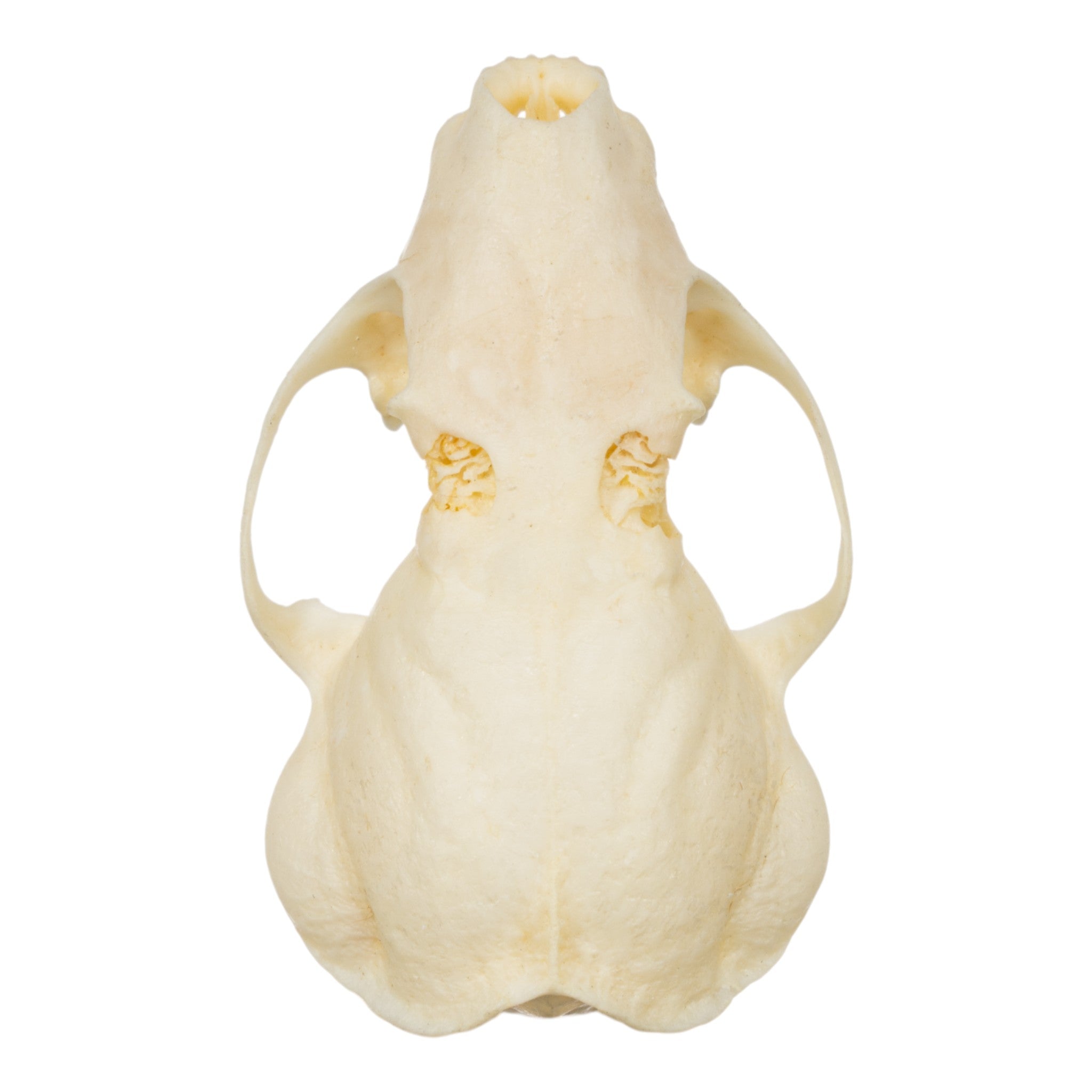 Authentic Western Spotted Skunk Skull - Taxidermy Specimen for Science Education, Oddity Collectors & Gothic Home Decor