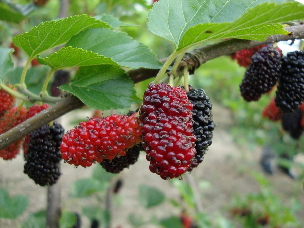 80+ Morus Mulberry Fruit Tree Seeds - Rare Edible Varieties for Bonsai, Garden Planting & Home Gardening | Perfect for Landscaping, DIY Projects & Fresh Fruit Harvest