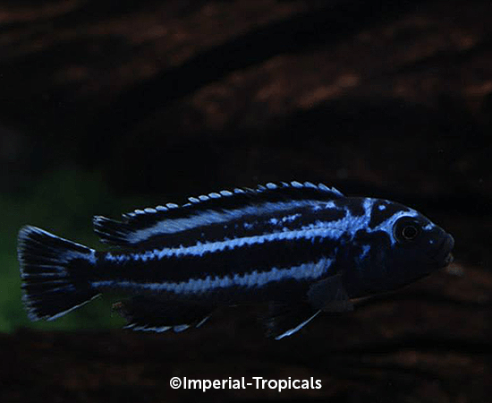 Maingano Cichlid Fish - African Cichlid for Aquarium - Perfect for Freshwater Fish Tanks & Aquascaping