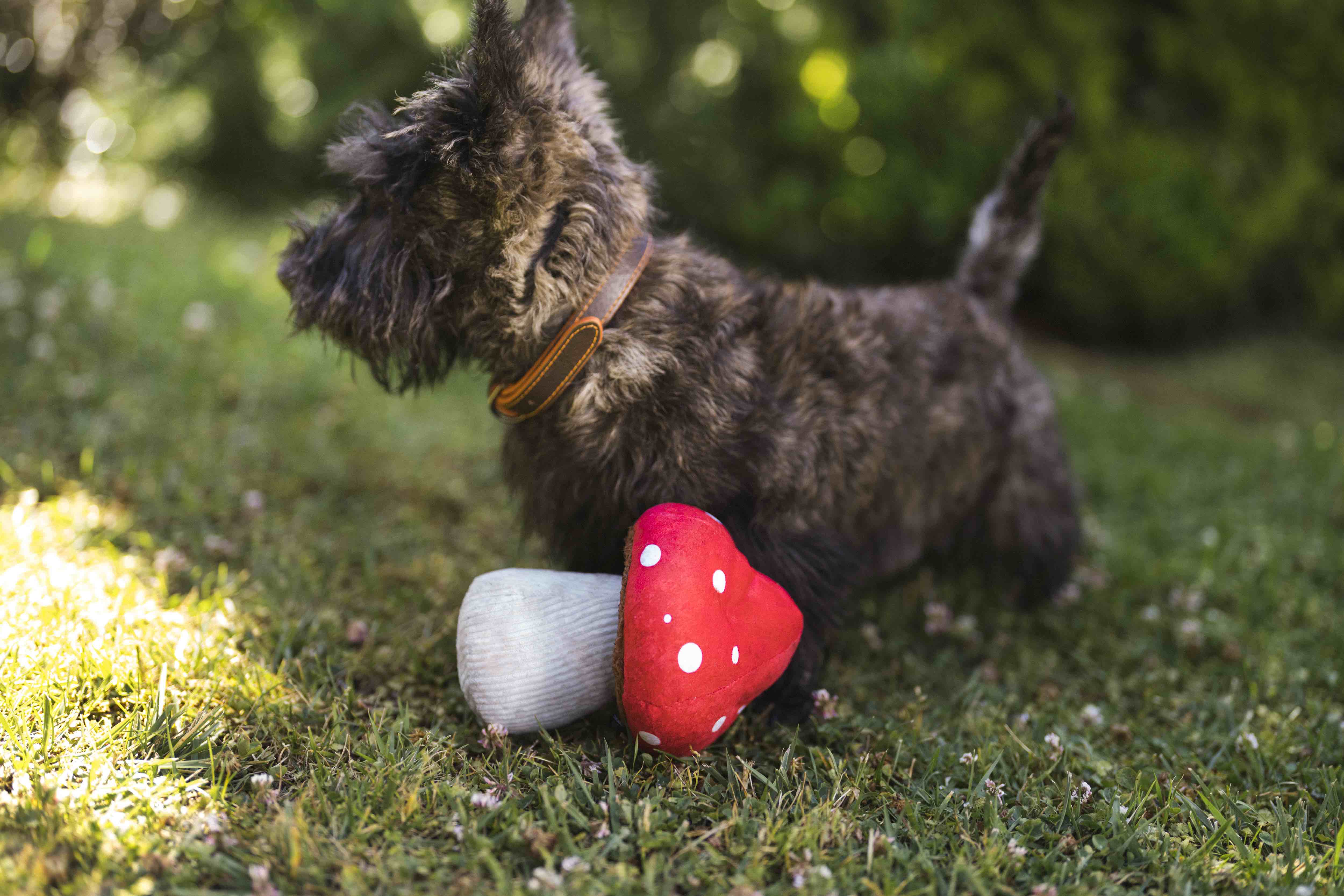 P.L.A.Y. Blooming Buddies Squeaky Plush Dog Toys Bundle - Soft & Durable Chew Toys for Small & Medium Dogs - Perfect for Indoor Play, Training Rewards & Cuddling Companionship