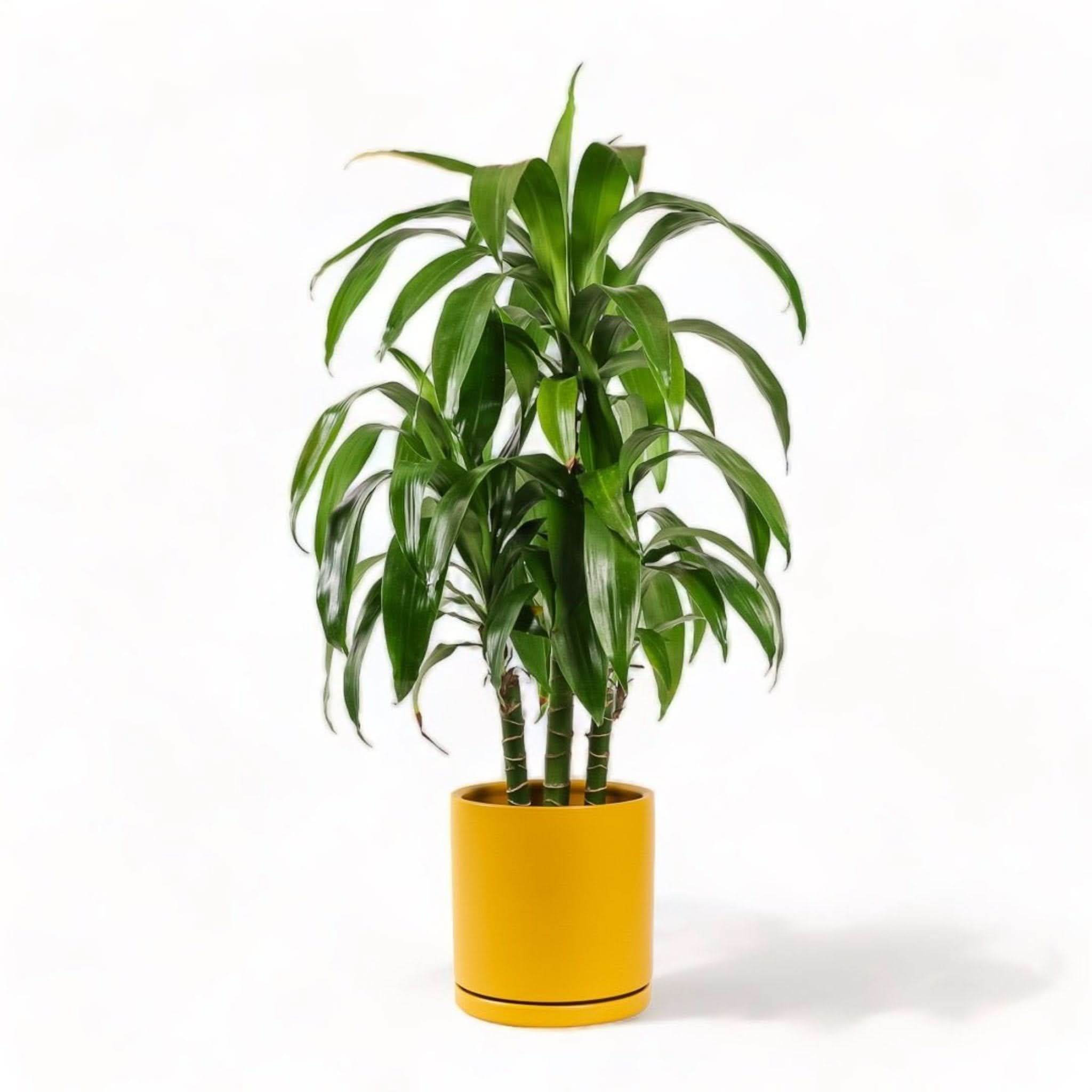 Large Gemstone Potted Dracaena - Artificial Indoor Plant for Home & Office Decor - Perfect for Living Room, Bedroom, and Workspace