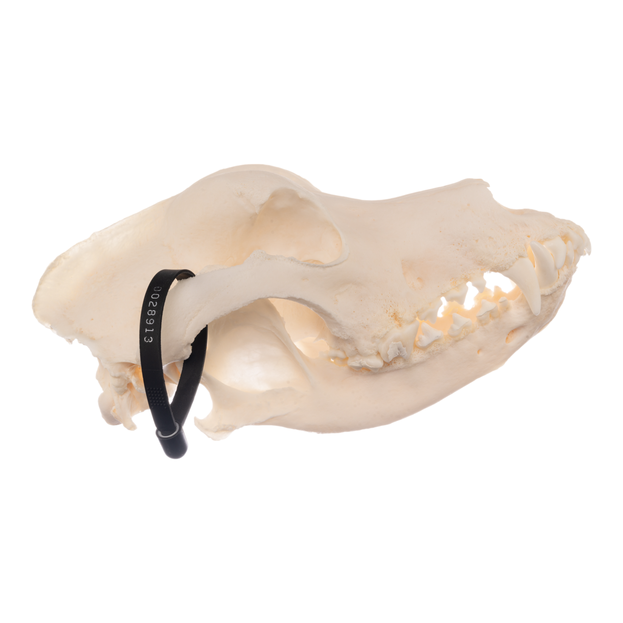 Authentic German Shepherd Dog Skull - Real Domestic Canine Skull for Veterinary Study, Taxidermy, and Educational Displays
