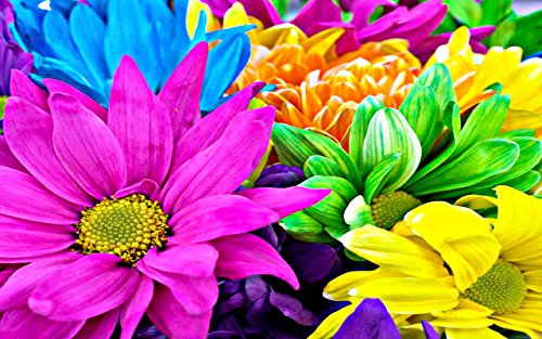 Colorful Flowers