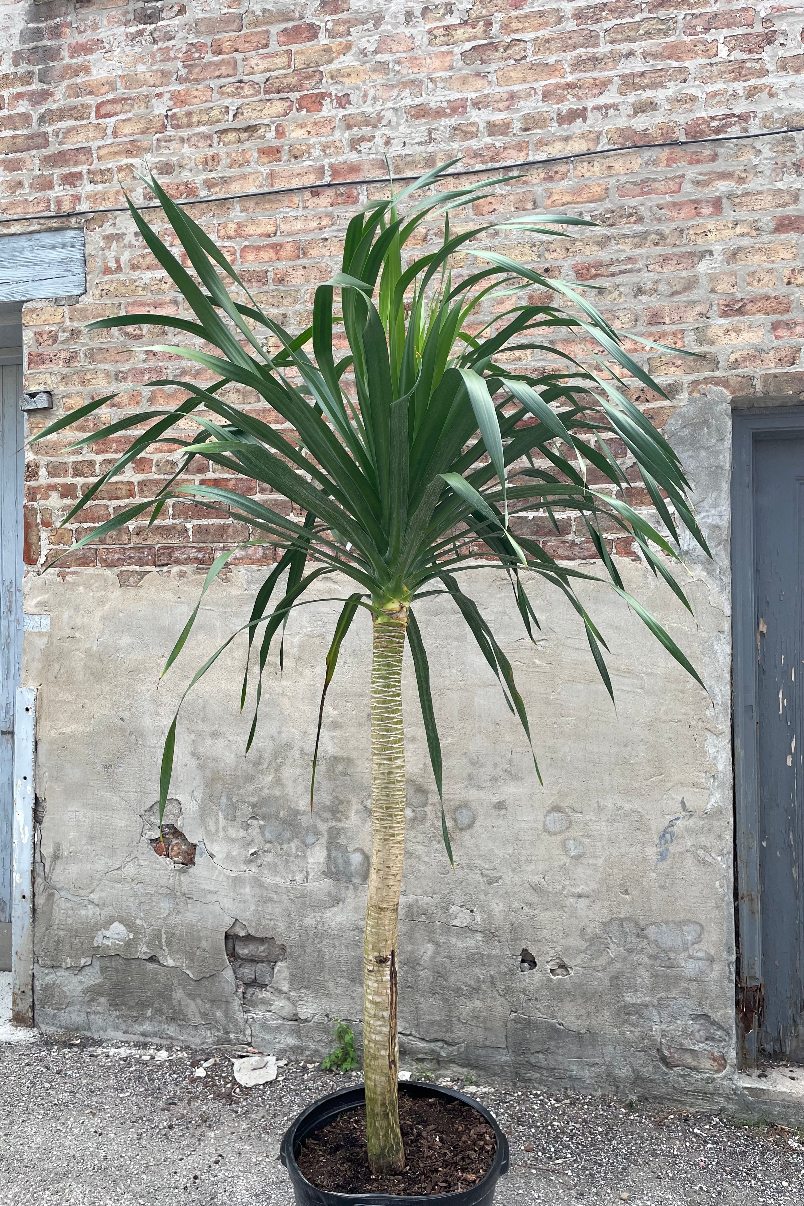 Dracaena Arborea - 17 Inch Tall Indoor Plant for Home & Office Decor | Perfect for Living Room, Bedroom, or Workspace