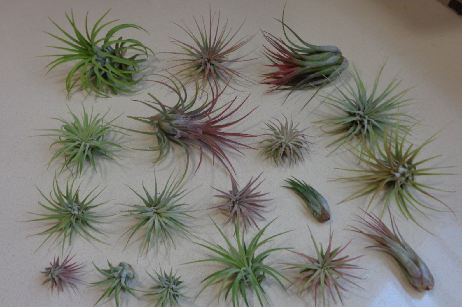 5 Pack Assorted Tillandsia Ionantha Air Plants - Low Maintenance Live Houseplants for Home Decor, Terrariums & Office Spaces