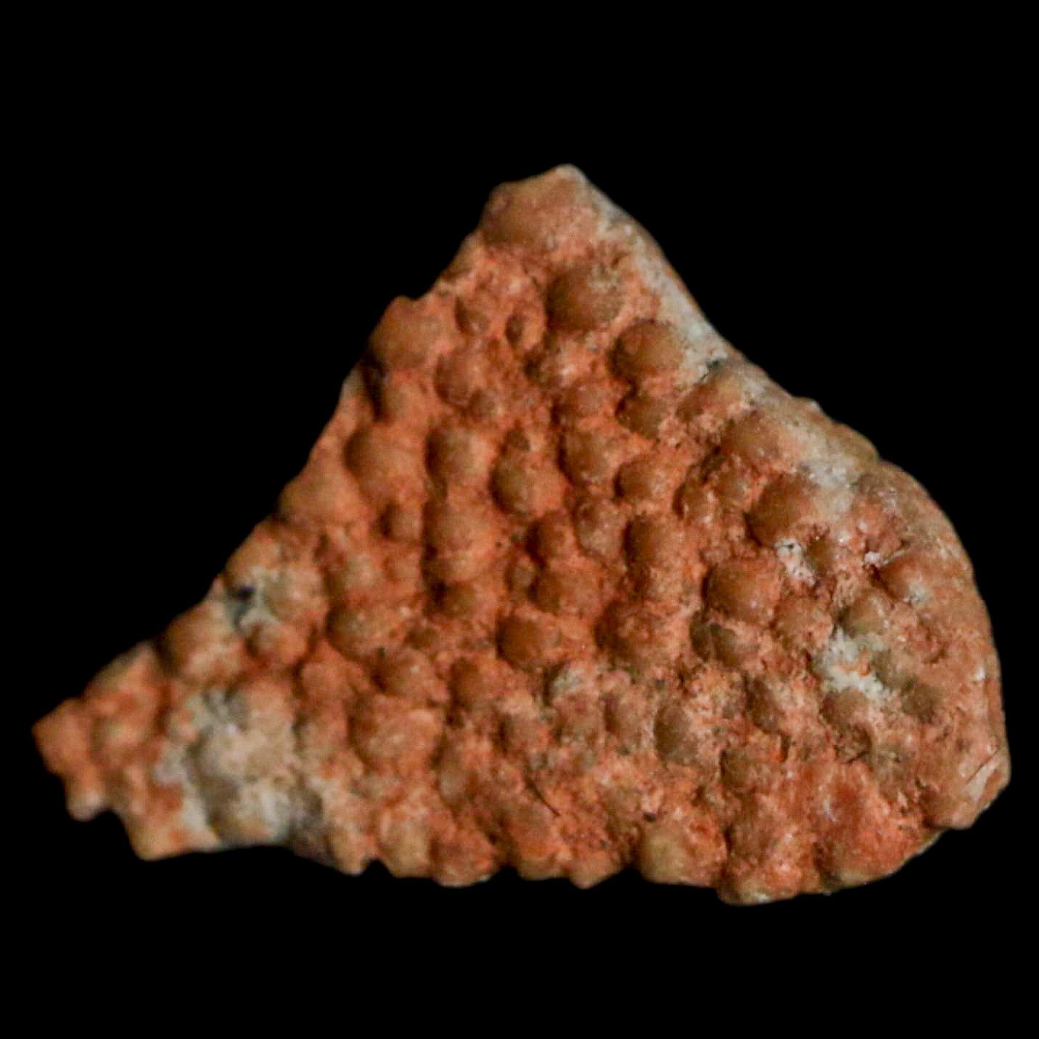 0.5 Megaloolithus Titanosaur Dinosaur Fossil Egg Shell from Bouches-du-Rhône, France - Rare Collectible Display Piece for Museums, Paleontology Enthusiasts & Home Decor