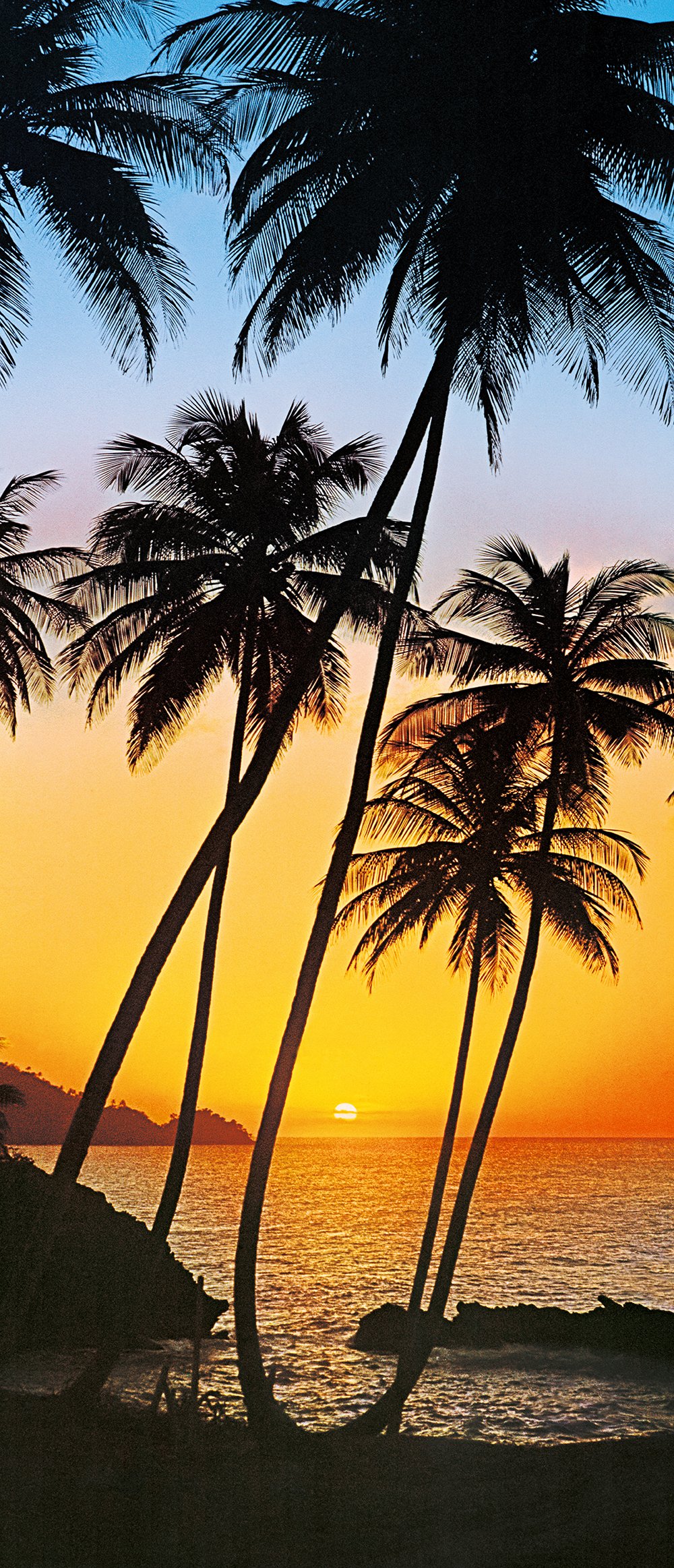 Komar DM529 Sunny Palms Wall Mural - Tropical Home Decor