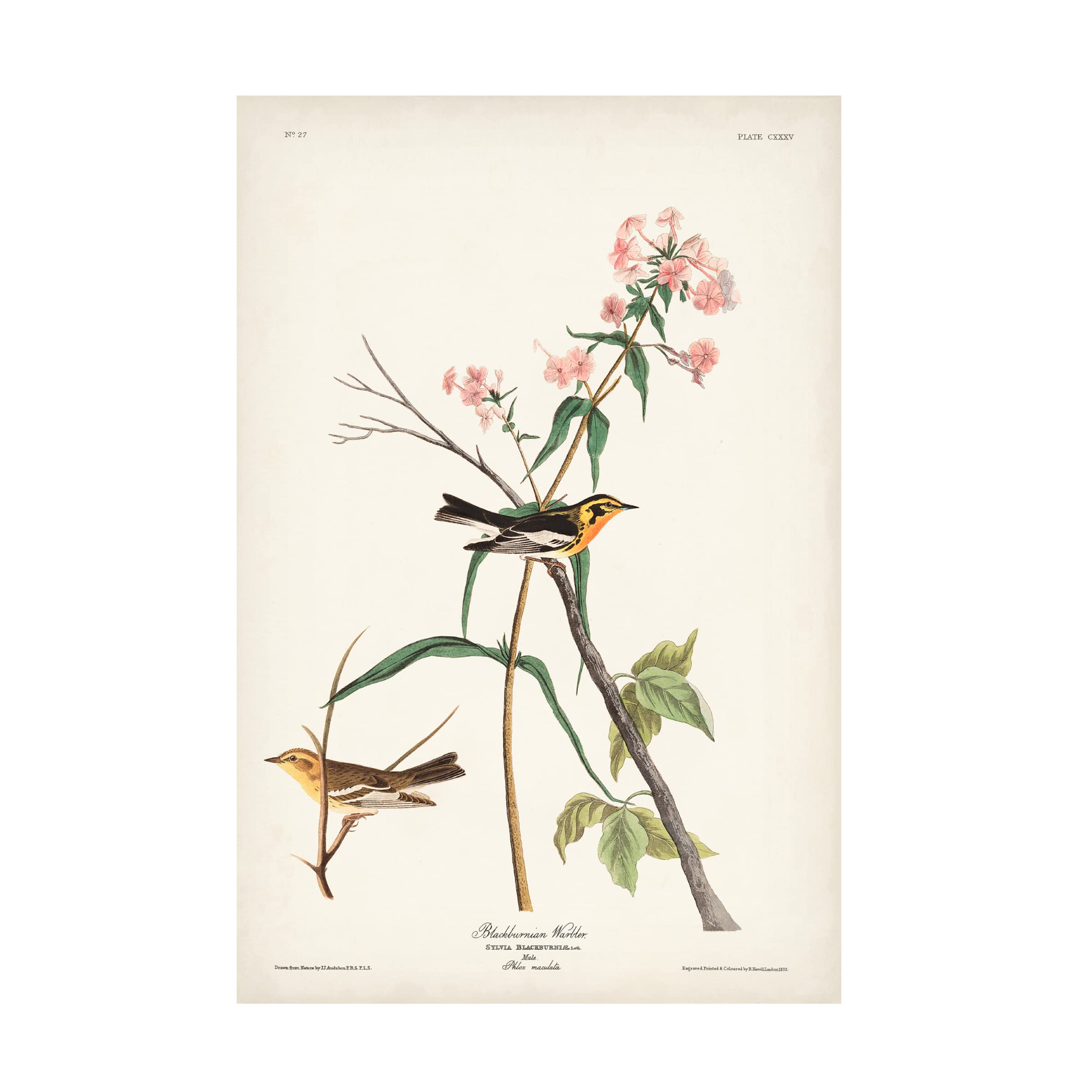 John James Audubon Blackburnian Warbler Canvas Art Print - 30x47 Inch Wildlife Bird Painting - Perfect for Living Room, Bedroom & Office Wall Decor