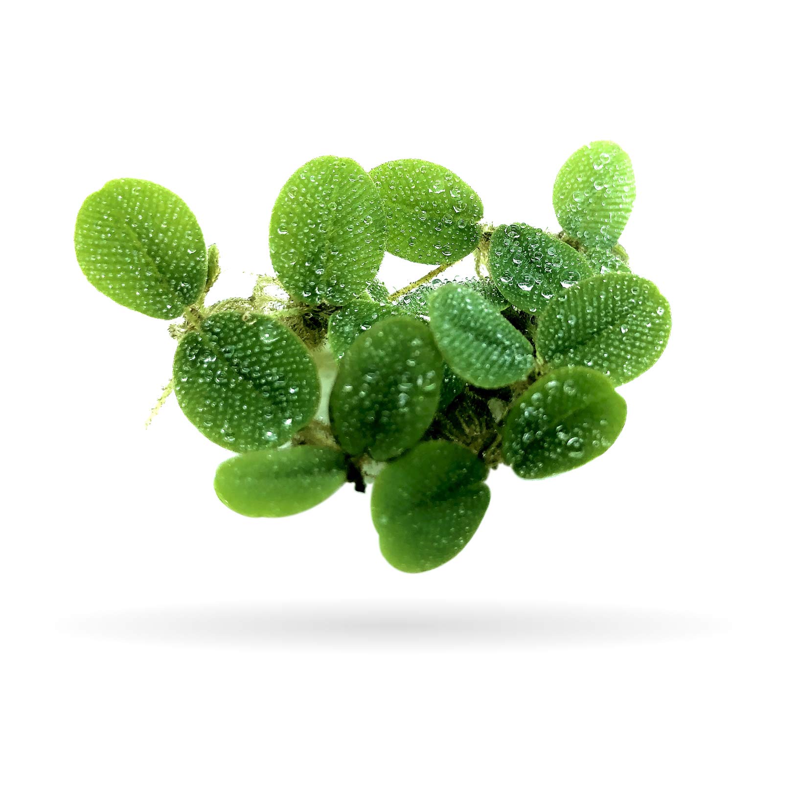 50+ Leaves Salvinia Minima Floating Plants for Aquarium - Live Water Spangles with Bonus Mystery Plant | Perfect for Fish Tanks, Shrimp Habitats & Aquatic Ecosystems
