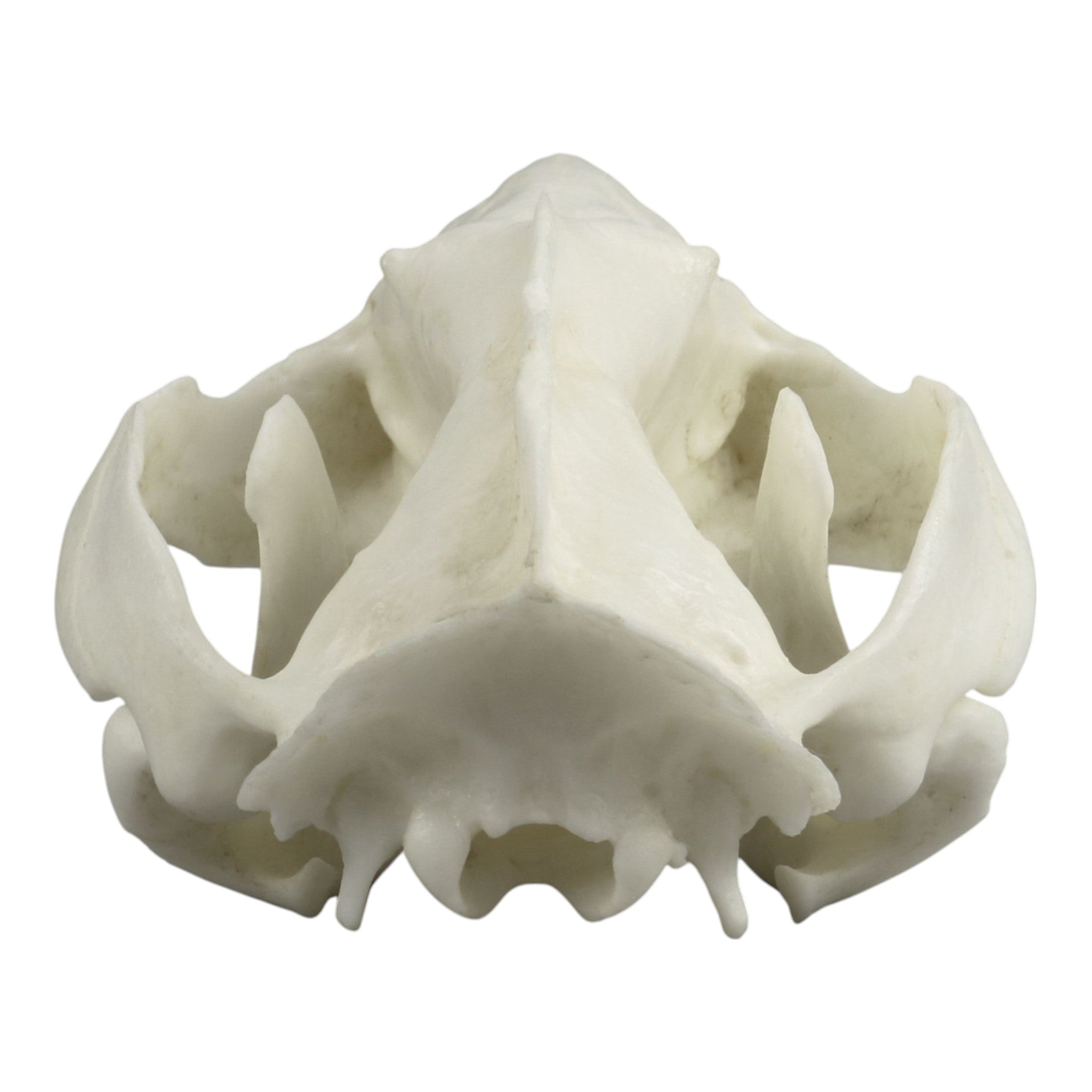 Authentic Replica American Opossum Skull - High-Quality Educational Specimen for Science Class, Halloween Decor & Taxidermy Display
