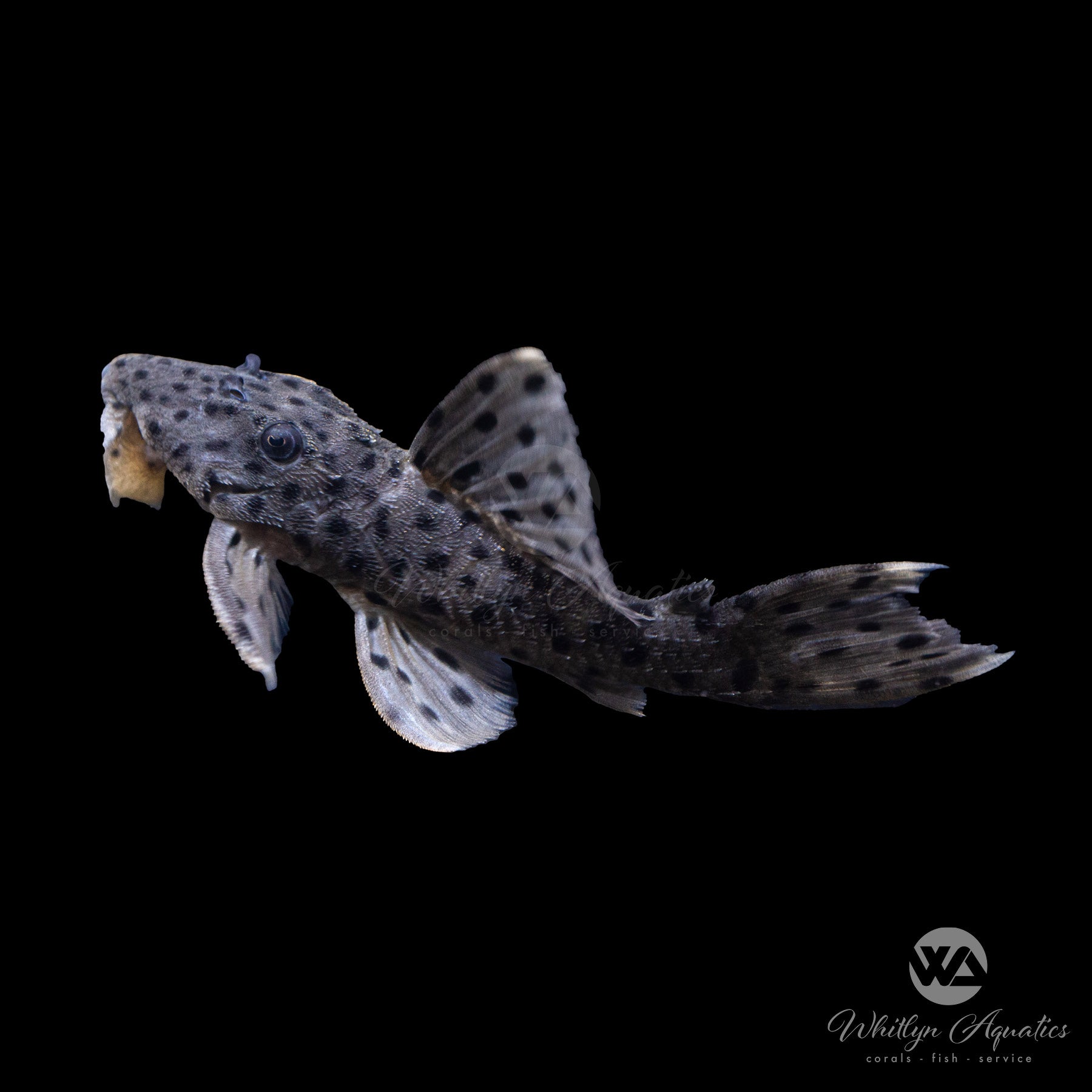 Premium Sultan Pleco L264 (Leporacanthicus Joselimai) - Exotic Freshwater Aquarium Fish for Tropical Tanks, Perfect for Planted Aquariums and Community Fish Tanks