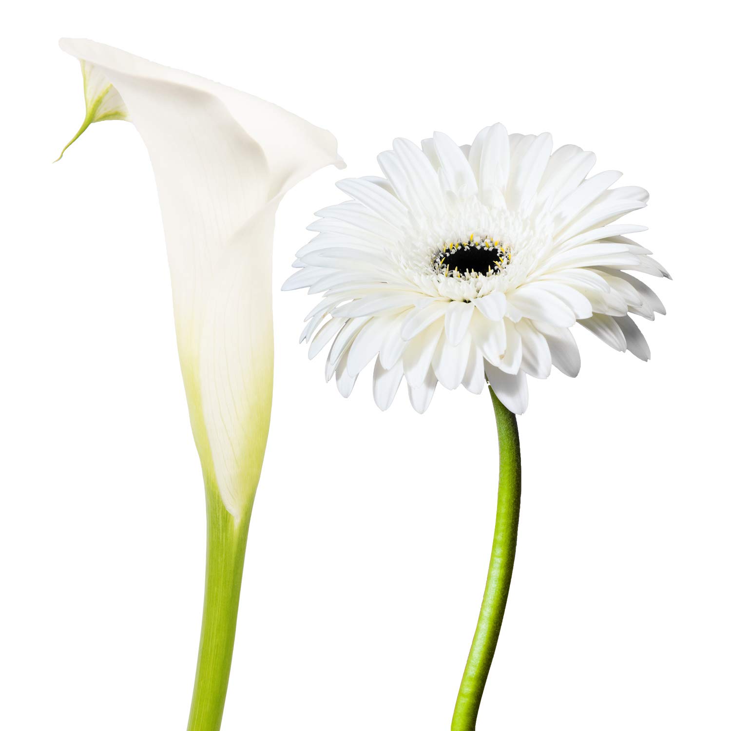 Mini Calla & Gerbera Combo White - 75 Stems Fresh Cut Flowers for Wedding, Home & Office Decor | DIY Floral Arrangements, Party Events, Housewarming, Teacher Gifts & Engagement Bouquets | Perfect for Centerpieces, Table Decorations and Special Occasions