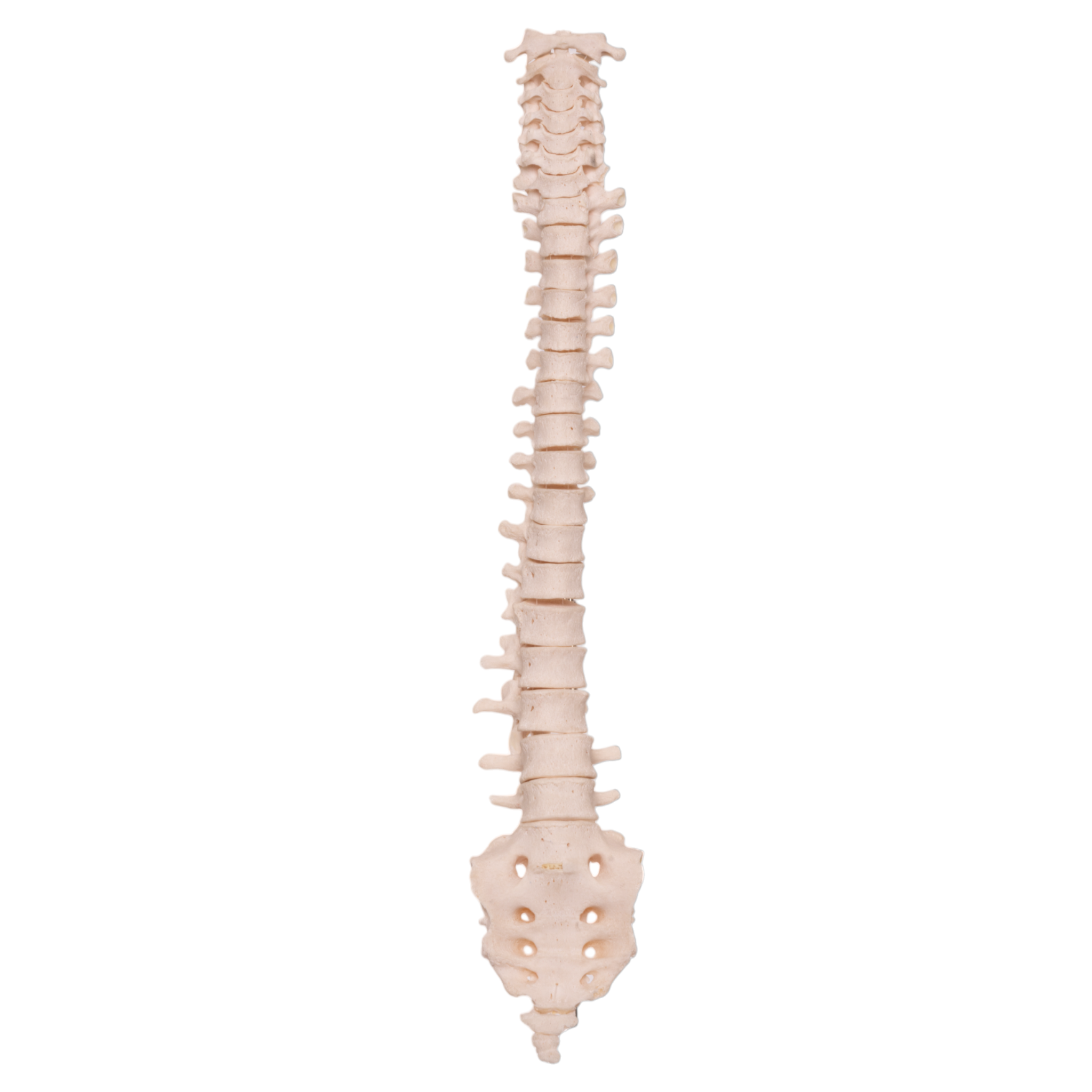 Real Human Spine with Sacrum - Anatomical Model for Medical Education, Chiropractic Training & Science Study - Perfect for Classrooms, Labs & Professional Practice