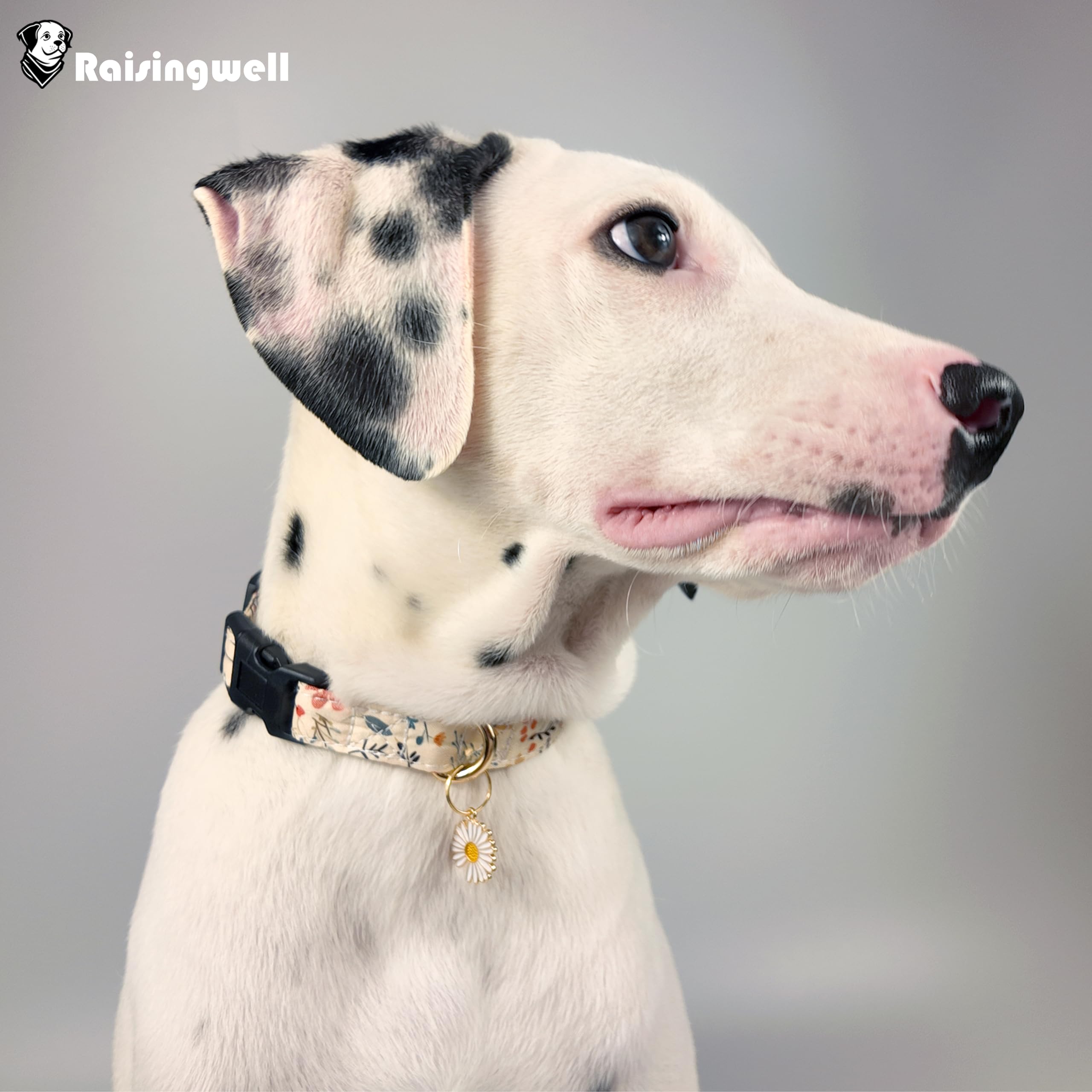 Adjustable Beige Floral Dog Collar for Small to Medium Breeds - Cute Holiday Gift for Boys & Girls - Perfect for Summer & Fall Outings, Walks & Pet Photos