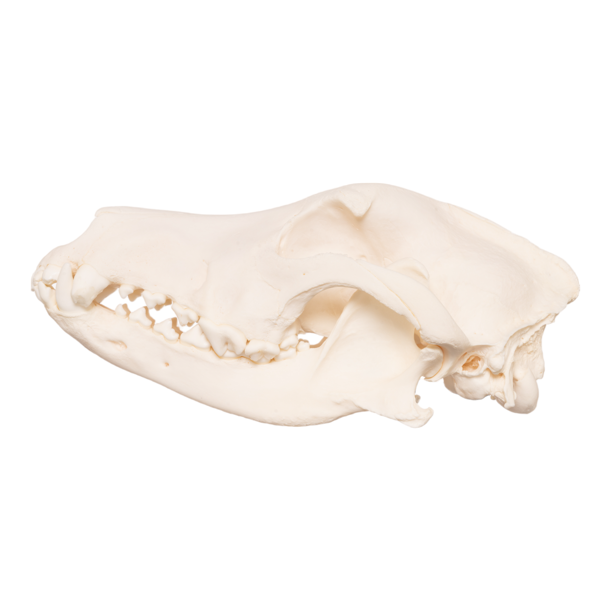 Authentic German Shepherd Dog Skull Replica - Realistic Canine Anatomy Model for Veterinary Study, Halloween Decor, and Taxidermy Display