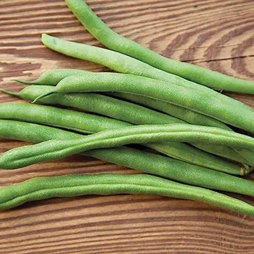 Whopper Bush Bean