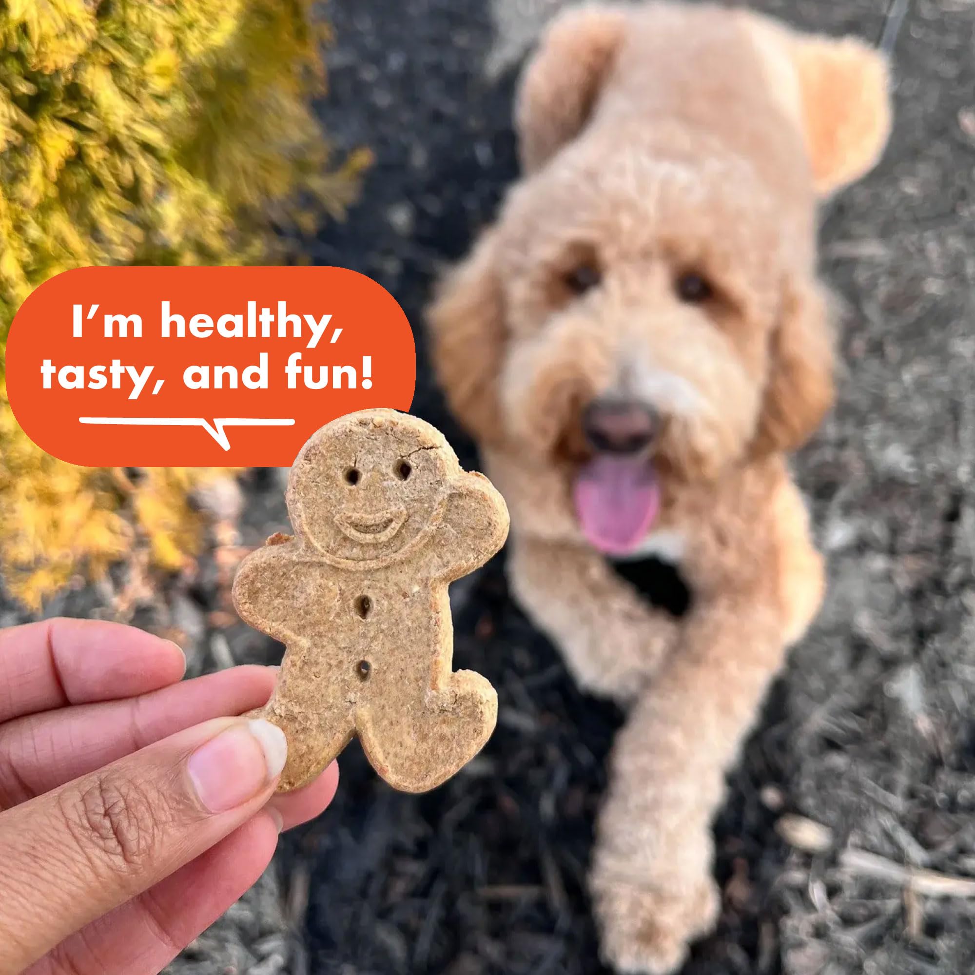 Cloud Star Grain Free Oven Baked Buddy Biscuits Dog Treats - Homestyle Peanut Butter Flavor, 14oz (Pack of 12) | Healthy Natural Snacks for Small & Large Dogs | Perfect for Training Rewards & Daily Treats