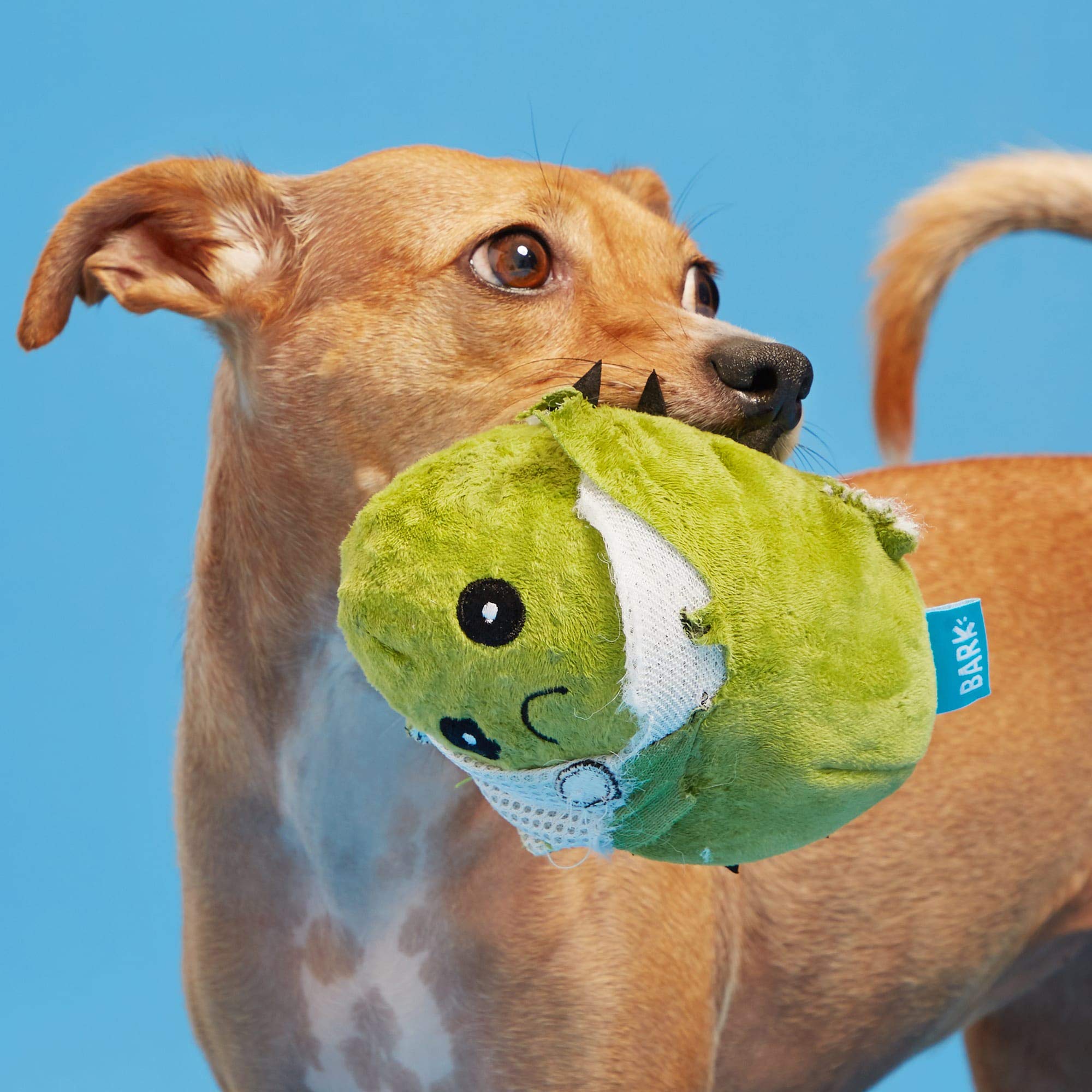 BARK Consuela The Cactus Dog Toy - Medium Size Chew Toy for Small to Medium Dogs, Durable & Fun Pet Toy for Indoor & Outdoor Play