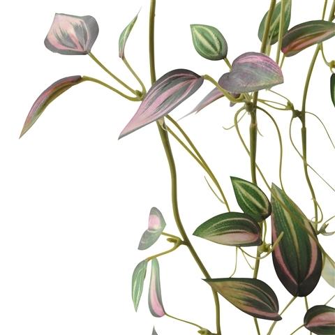 Pothos Pink Climbing Plant - Easy Care Indoor Hanging Vine for Home & Office Decor - Perfect for Shelves, Walls, and Balconies