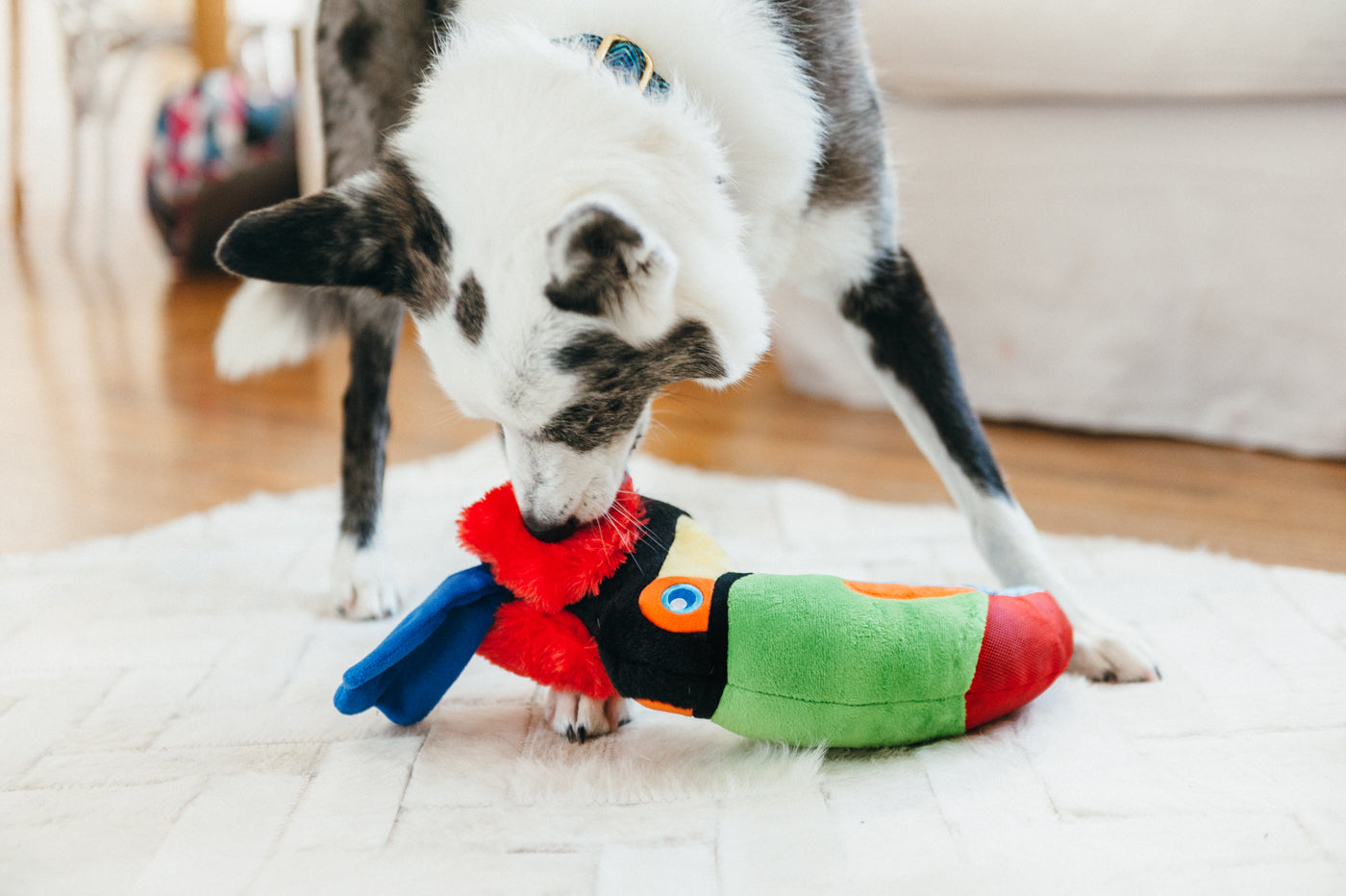 Tito the Toucan Plush Dog Toy - Fetching Flock™ Chew-Resistant Squeaky Stuffed Animal for Small & Medium Dogs | Perfect for Fetch, Cuddling & Interactive Playtime | Pet P.L.A.Y.