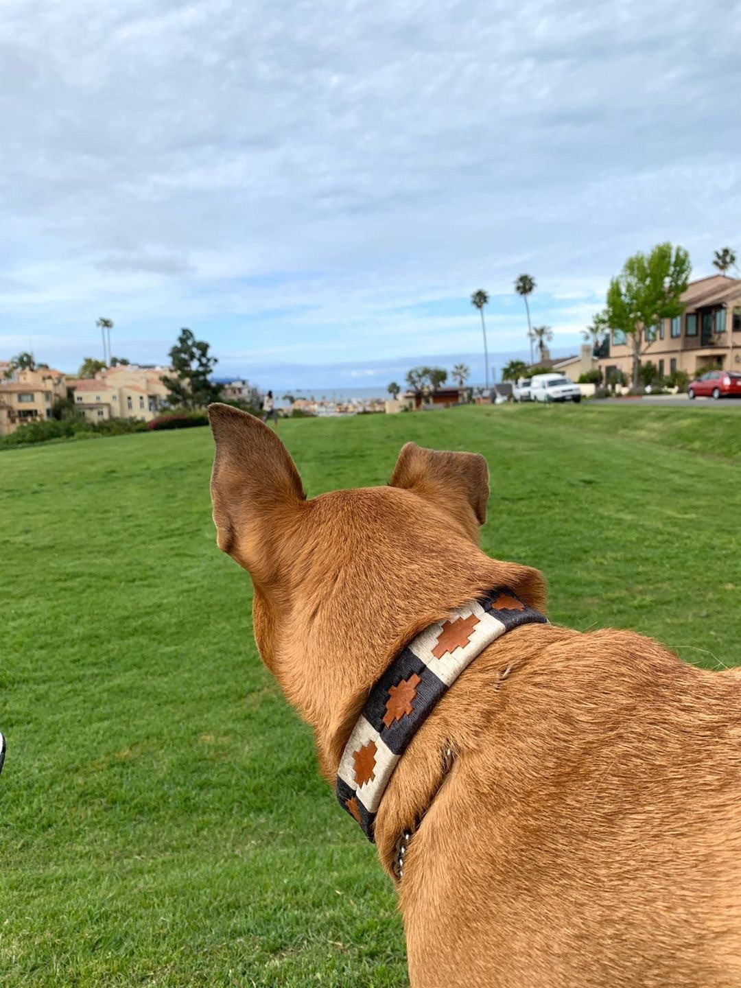 Premium Dog Collar for Small & Large Breeds - Adjustable, Durable & Comfortable Pet Collar with Reflective Strip for Night Safety - Perfect for Walking, Training & Outdoor Adventures