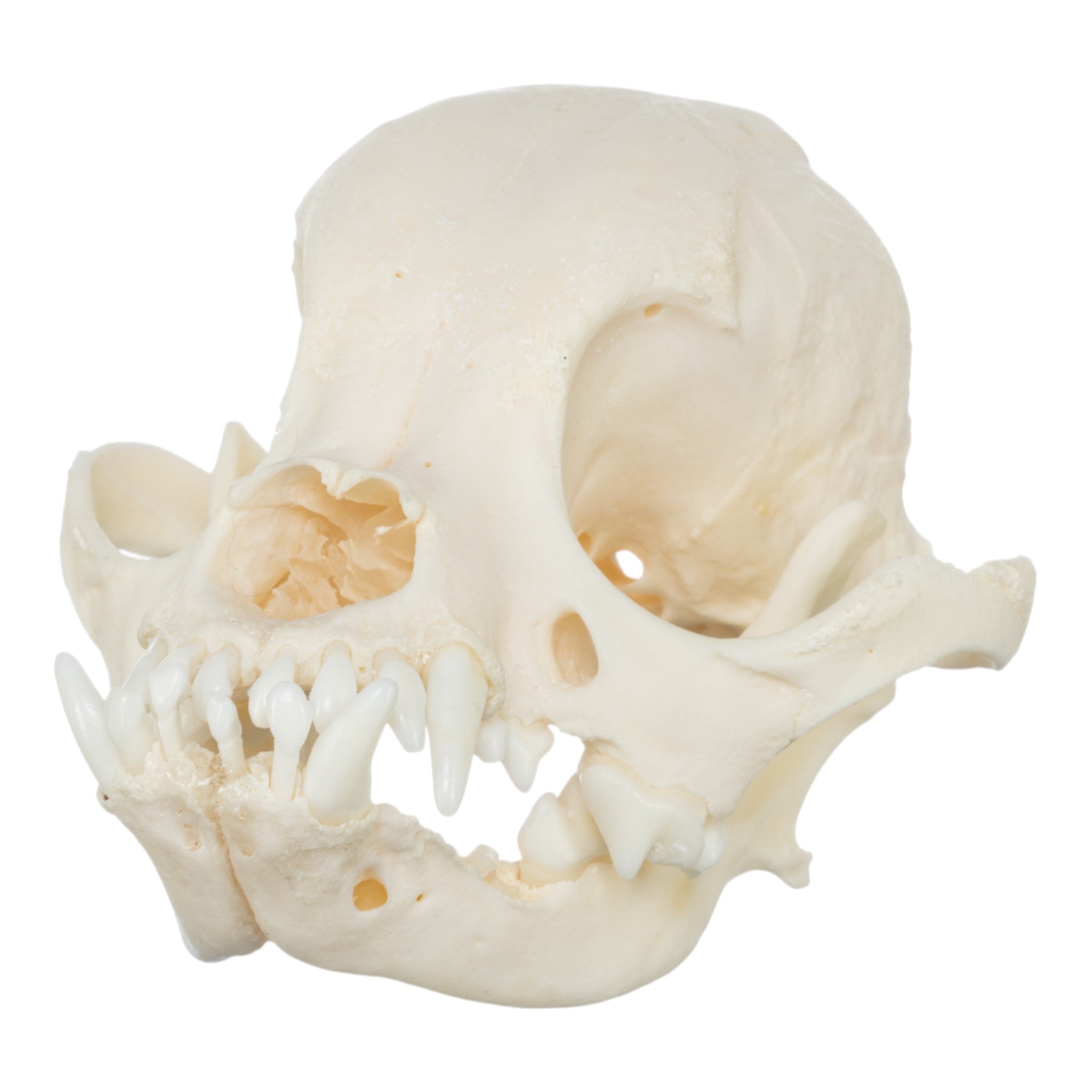 Authentic Shih Tzu Dog Skull Specimen - Real Domestic Canine Skull for Veterinary Study, Taxidermy & Educational Display | Perfect for Veterinarians, Biology Classrooms & Oddity Collectors