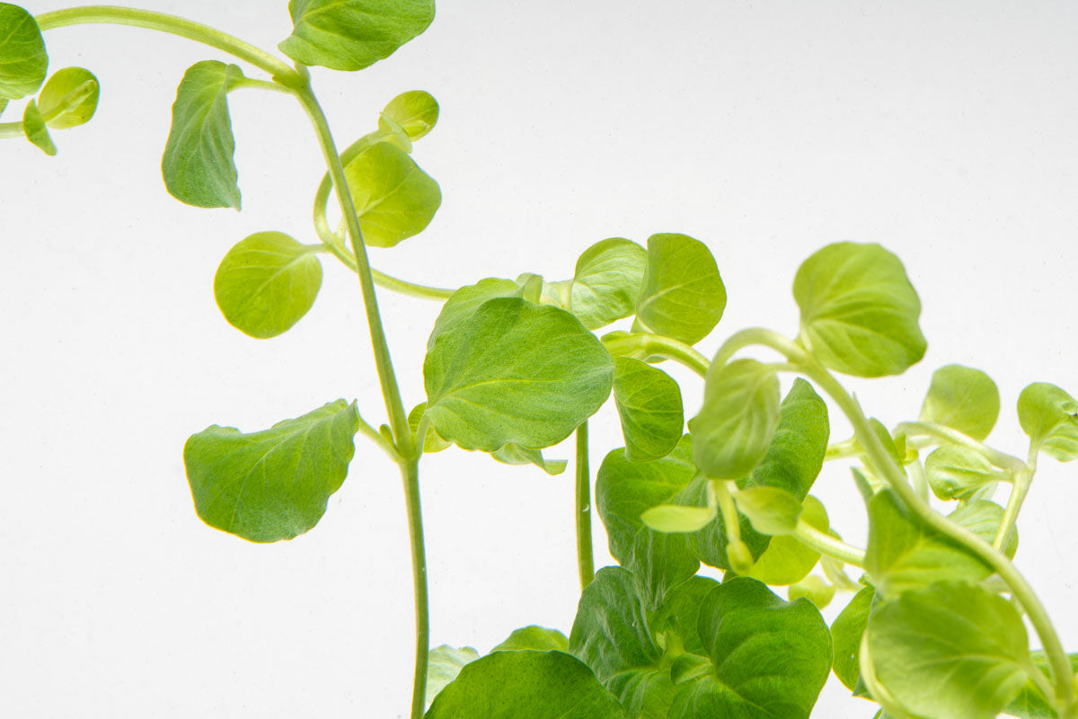 Lysimachia Nummularia (Creeping Jenny) - Golden Ground Cover Plants for Garden Landscaping, Hanging Baskets & Aquariums | Fast-Growing Perennial Vine for Outdoor/Indoor Decor