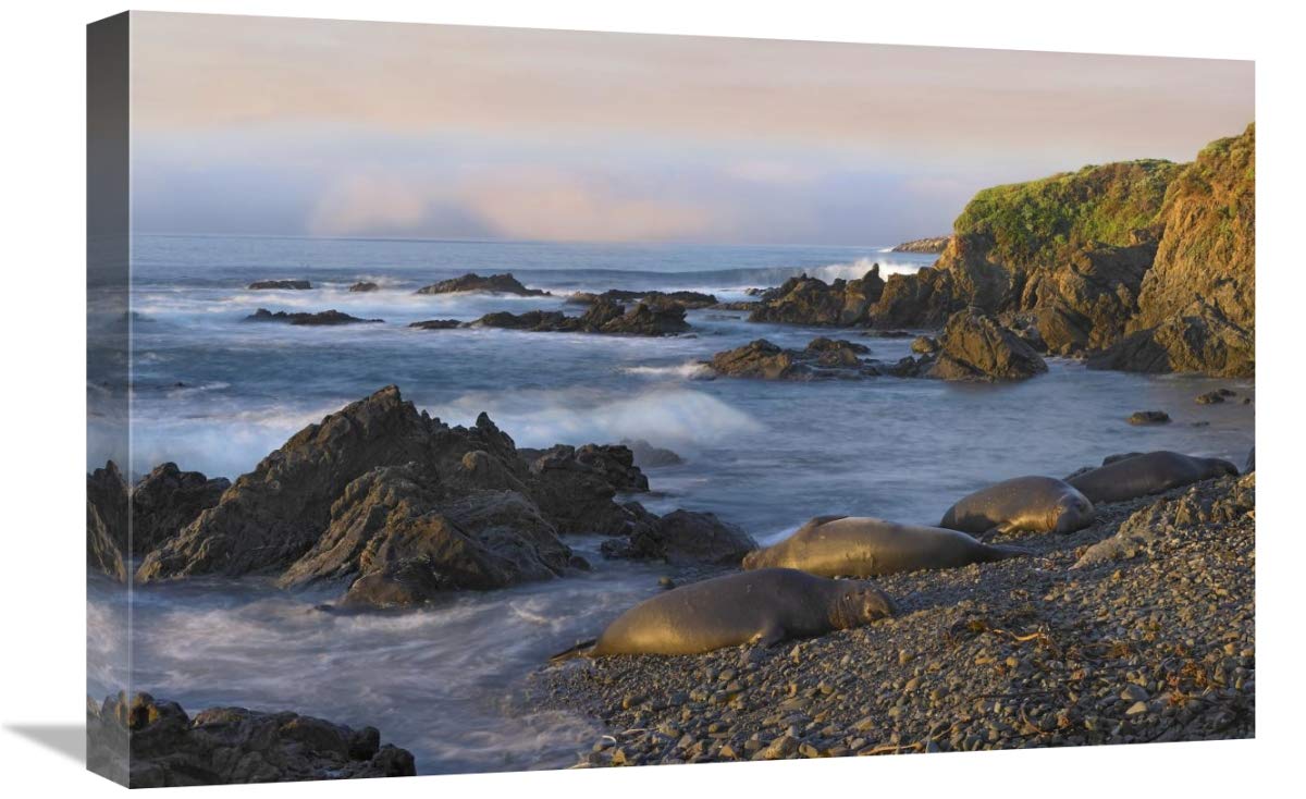 16x24 Inch Northern Elephant Seals Resting on Beach Art Print - Point Piedras Blancas California Wildlife Photography by Tim Fitzharris - Perfect for Living Room, Office & Coastal Decor