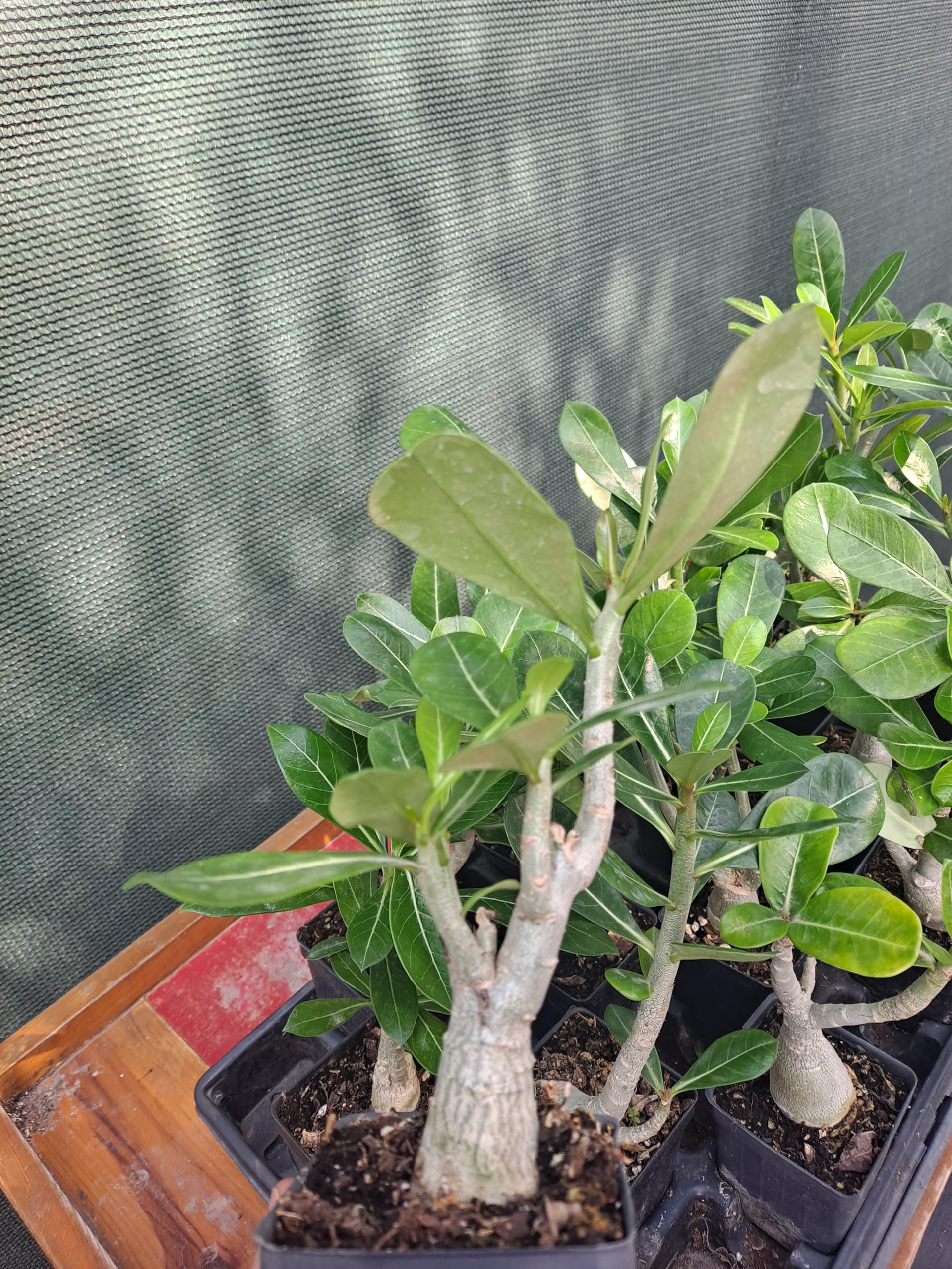 5 Pack Adenium Obesum Desert Rose Plants - 5-6 Inch Tall Live Succulent Seedlings for Home Decor, Office Desk & Garden Landscaping
