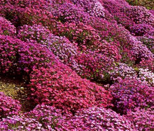 Aubrieta Rock Cress Cascade Mix - Aubrieta Hybrida Superbissima Flower Seeds (250 Count) - Perfect for Rock Gardens, Ground Cover & Container Planting