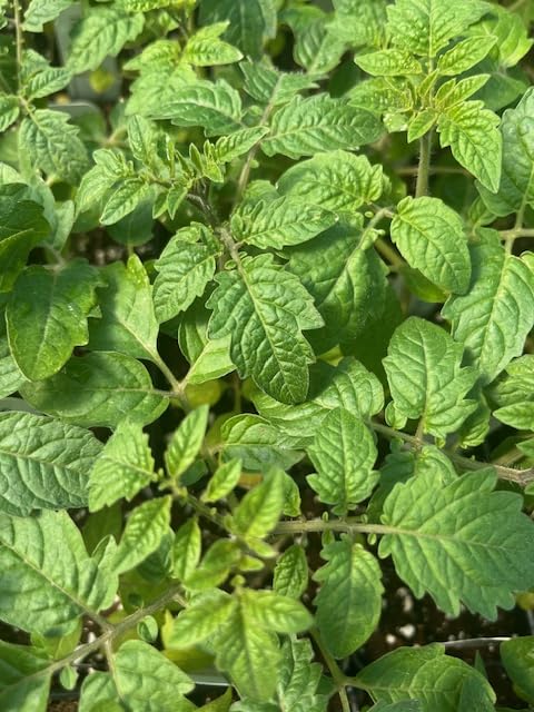 Sweet Million Cherry Tomato Plant - 2.5