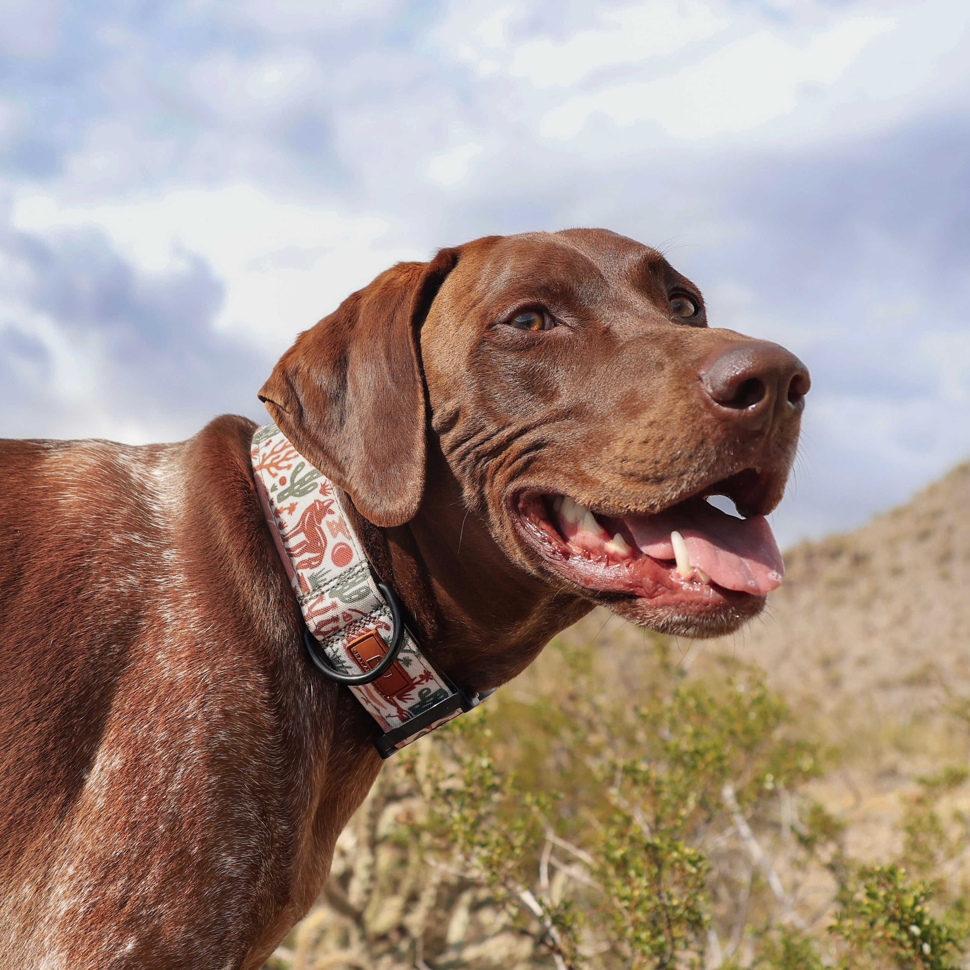 Premium Desert Coyote Dog Collar - Durable Nylon Pet Collar with Adjustable Buckle for Small Medium Large Dogs - Perfect for Hiking, Camping & Outdoor Adventures