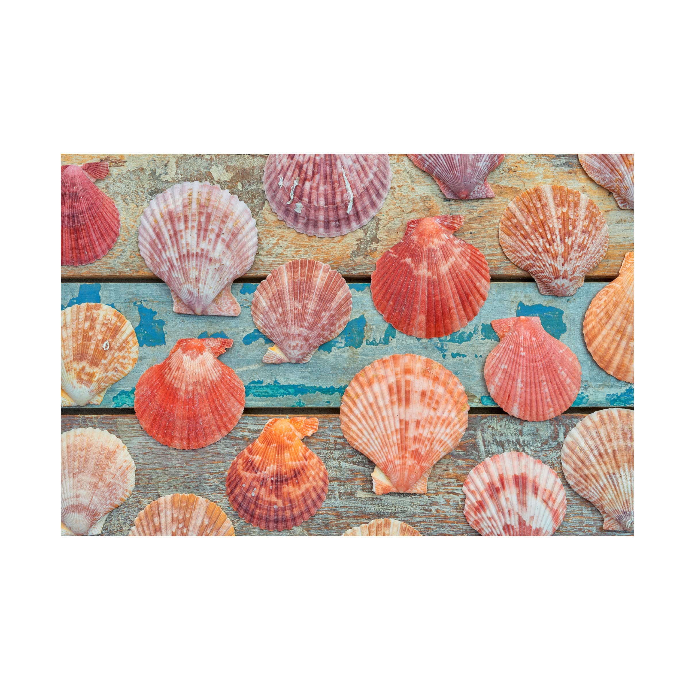 Trademark Fine Art 'Shells on Planks' Canvas Wall Art by Cora Niele - Coastal Beach Decor for Living Room, Bedroom & Office