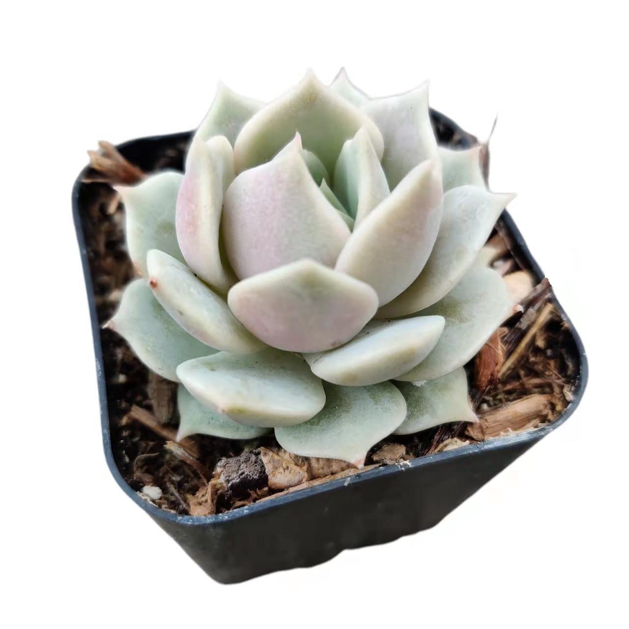Live Succulent Cactus Plants - Echeveria Lola in 2