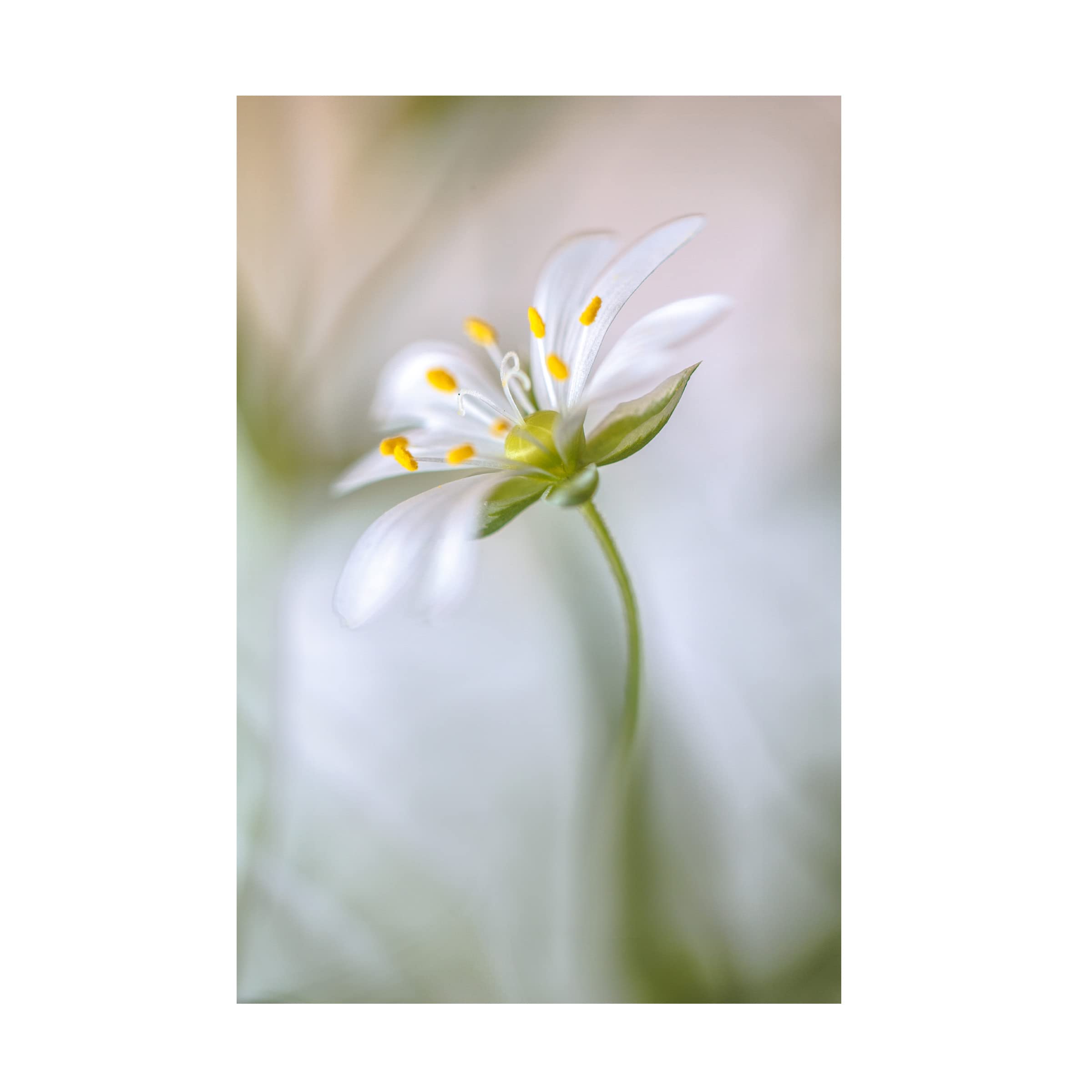 Trademark Fine Art 'Stitchwort Soft' Canvas Wall Art by Mandy Disher - Floral Home Decor for Living Room, Bedroom & Office