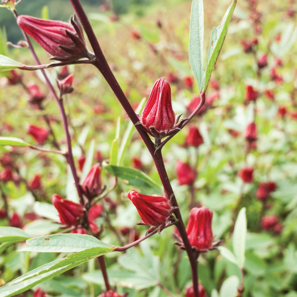 Organic Roselle Hibiscus Seeds - Asian Sour Leaf for Tea, Jam & Healthy Drinks - Perfect for Home Gardening, Herbal Remedies & Culinary Uses