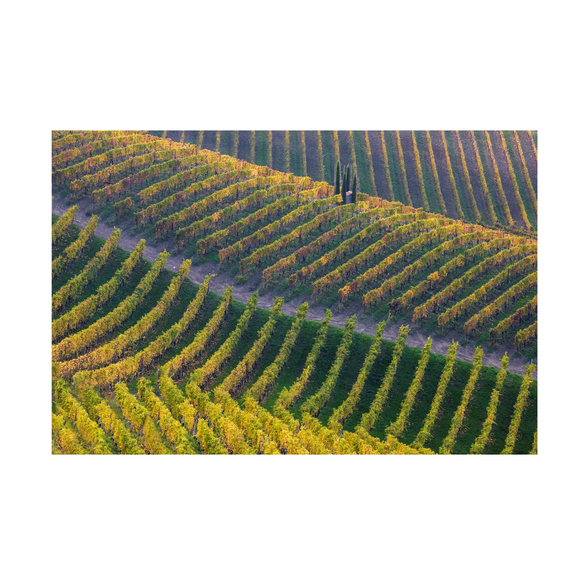 Vineyards by Fiorenzo Carozzi - Premium Canvas Wall Art for Home & Office Decor | Trademark Fine Art Collection | Perfect for Living Room, Bedroom & Dining Room
