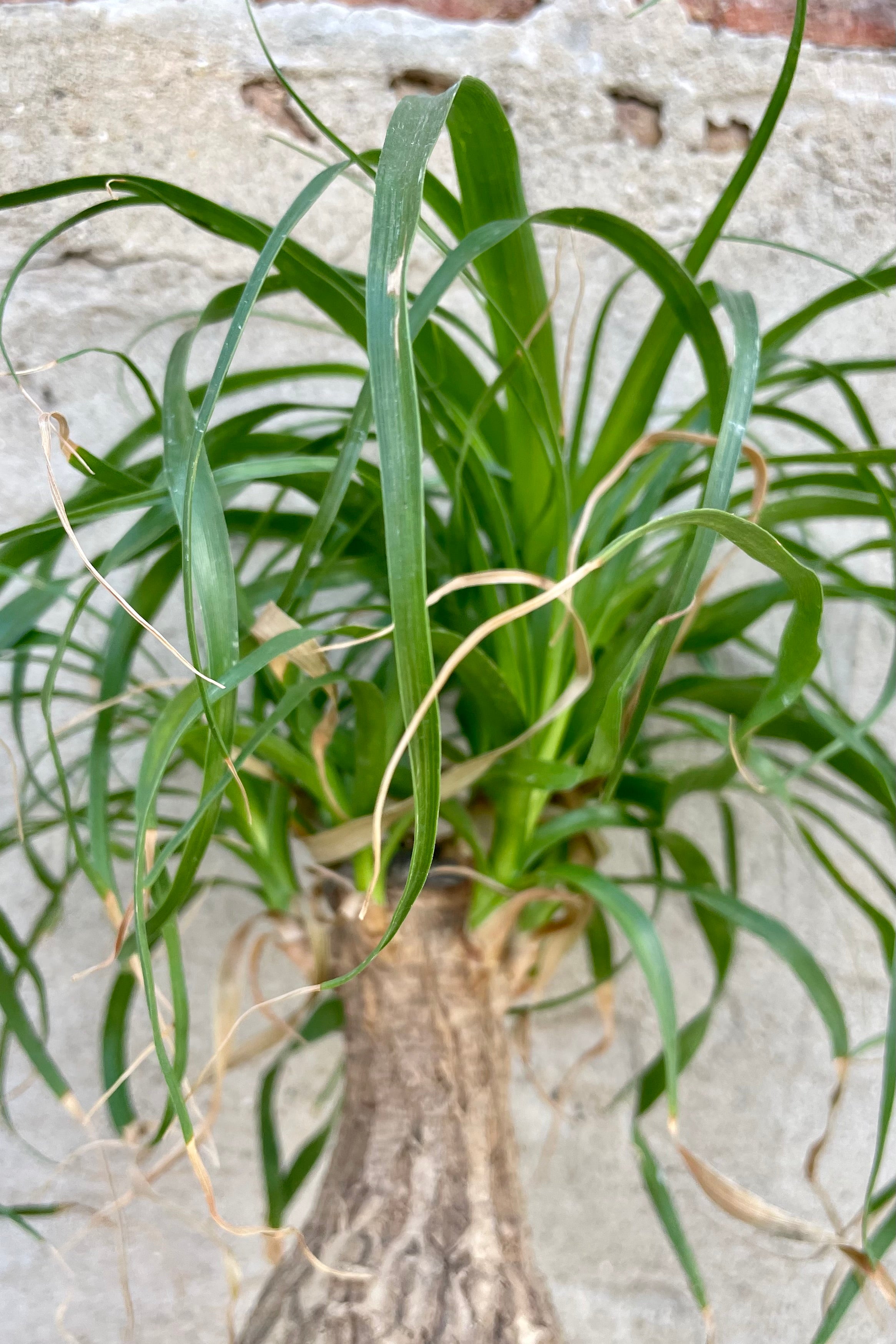 Beaucarnea Ponytail Palm 4 Stump - Low Maintenance Indoor Houseplant for Home, Office & Garden Decor - Perfect for Living Rooms, Bedrooms & Patios
