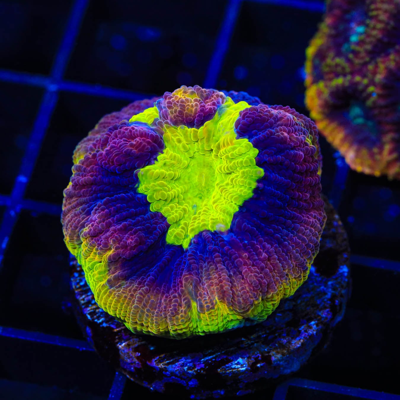 Dragon Soul Favia Coral - Premium Live Coral for Saltwater Aquariums | Perfect for Reef Tanks & Marine Aquascaping