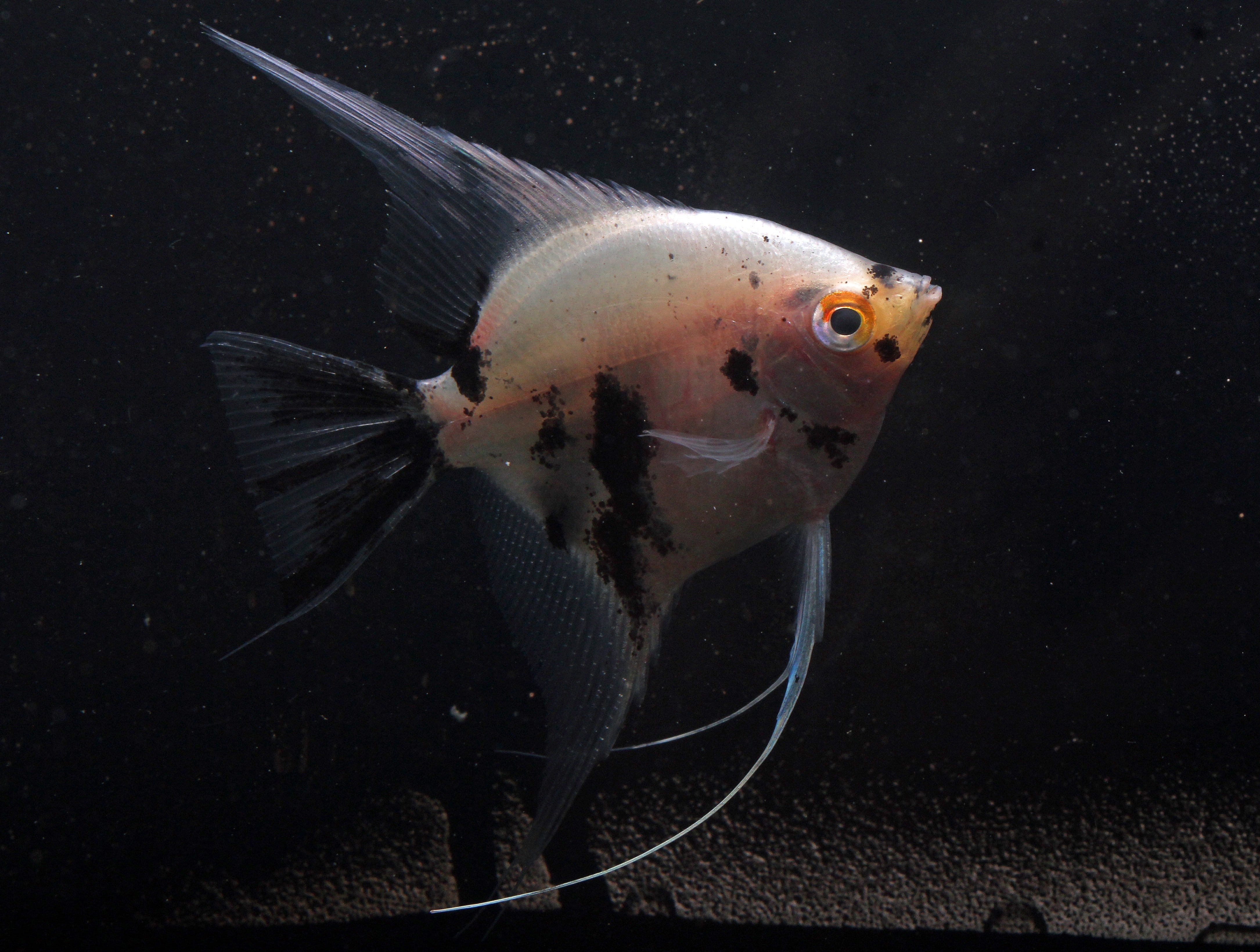 Premium Panda Angelfish (Pterophyllum Scalare) - Exotic Freshwater Aquarium Fish for Home & Office Tanks