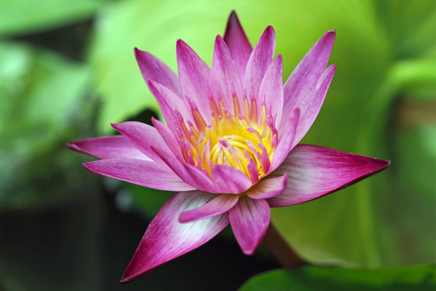 60 Pcs Mixed Bonsai Bowl Lotus Seeds & Water Lily Seeds for Planting - Non-GMO Fresh Aquatic Garden Seeds for Ponds, Water Features & Indoor Water Gardens